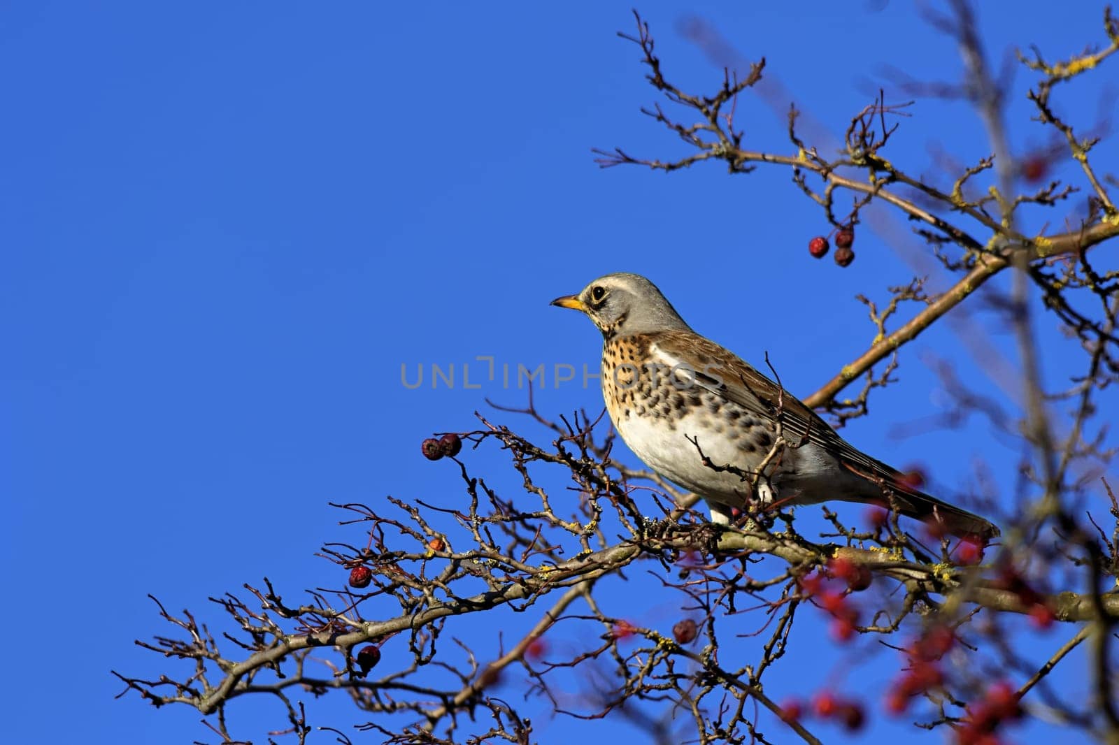Juniper thrush in a mountain ash