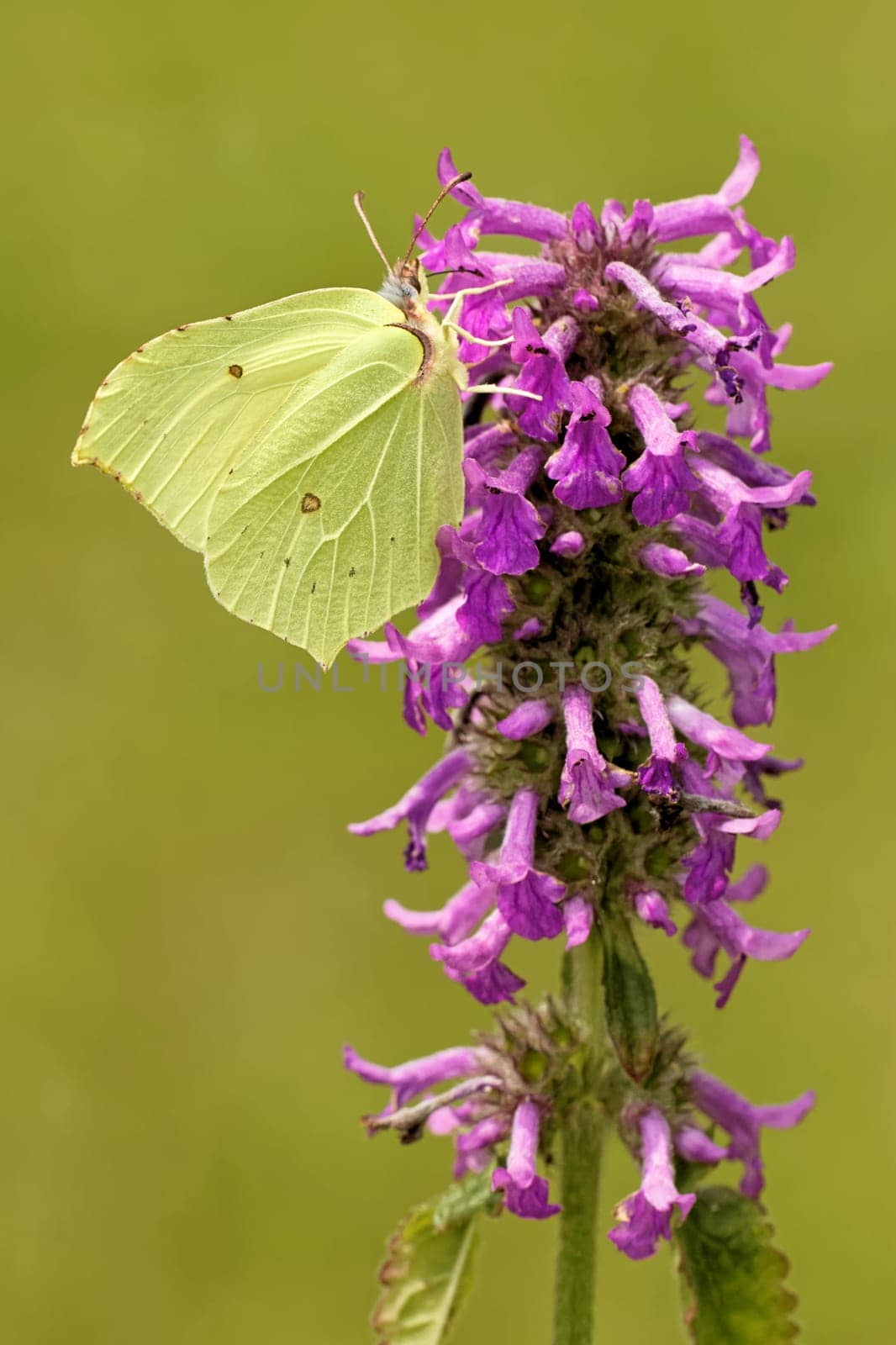Betonica officinalis