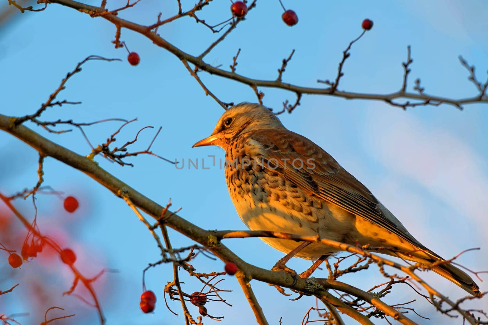 fieldfare
