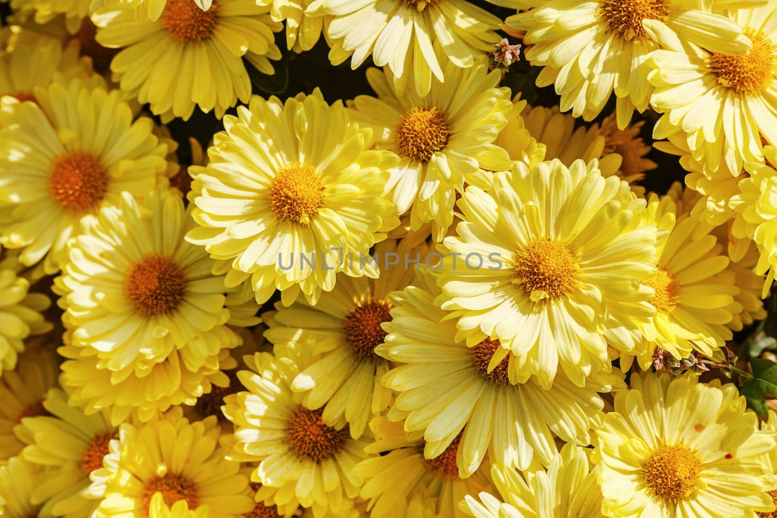 Beautiful yellow flowers blooming in garden. Many flowers as background. Selective focus.