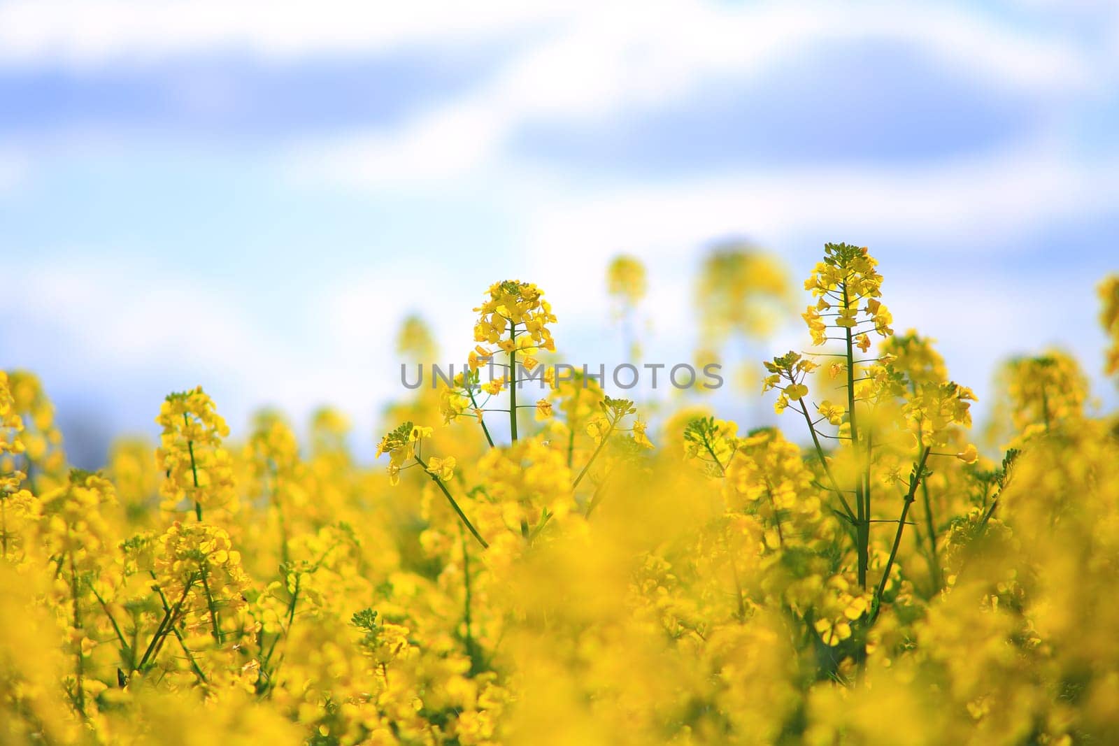 A field of yellow rape, spring rural scene