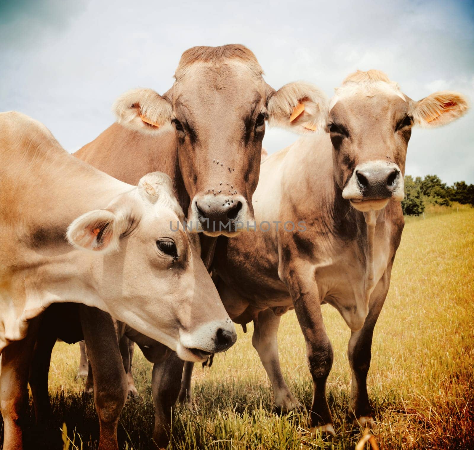 Three Aubrac cows in the meadow