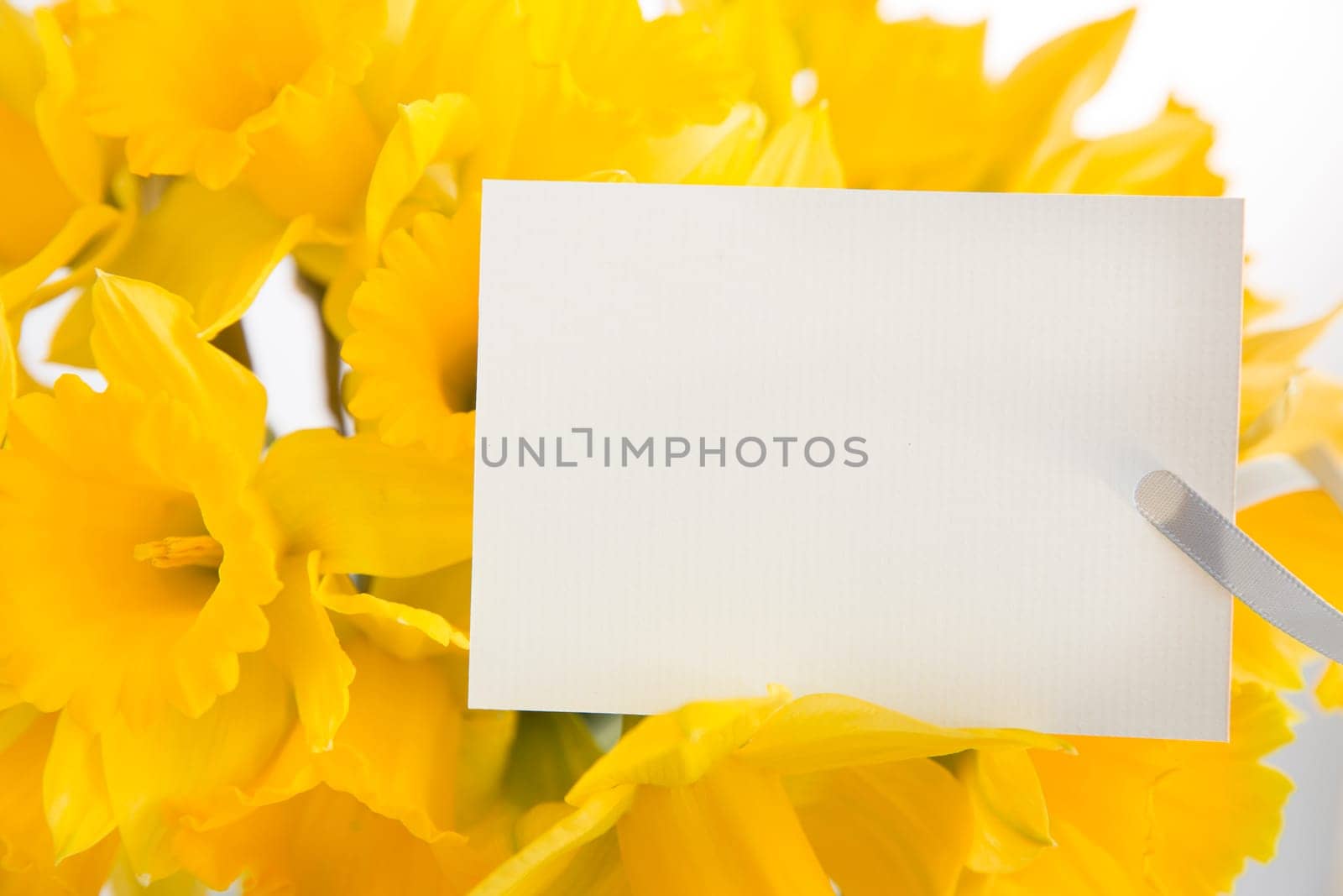 Daffodils and greeting card for spring, Easter, Mother's Day or just because.