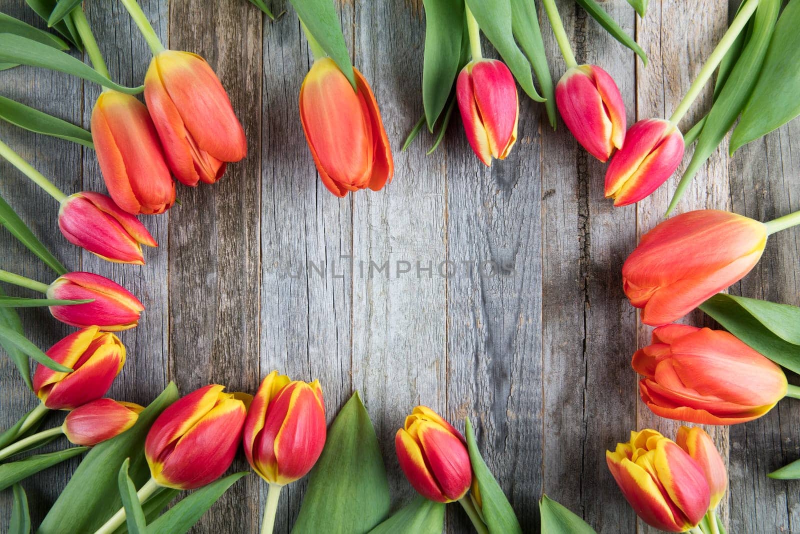Colorful red and yellow tulips arranged in a frame on wooden sufrace.