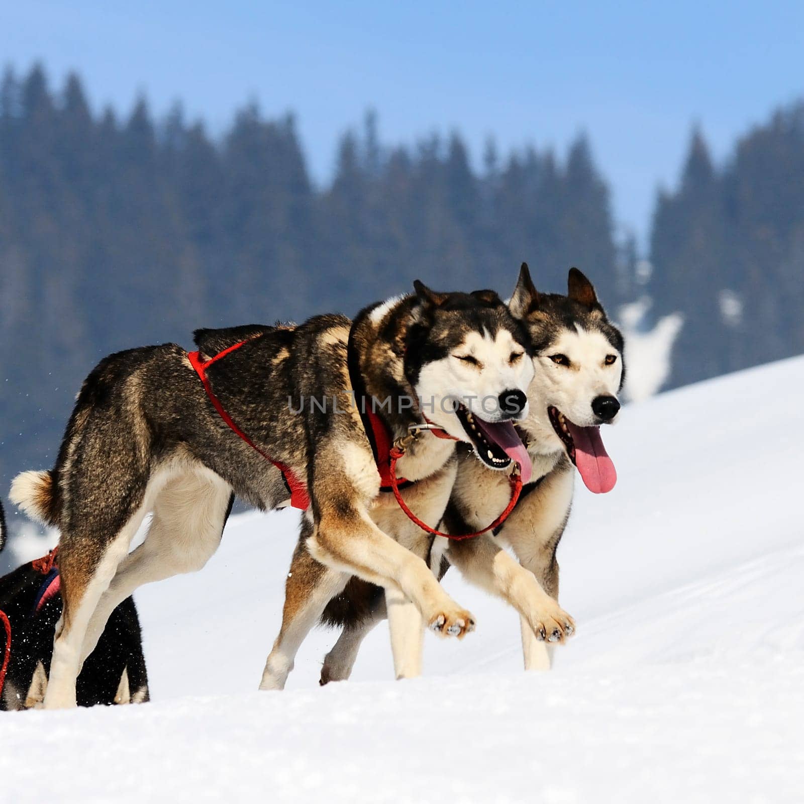 sportive dog team is running in the snow
