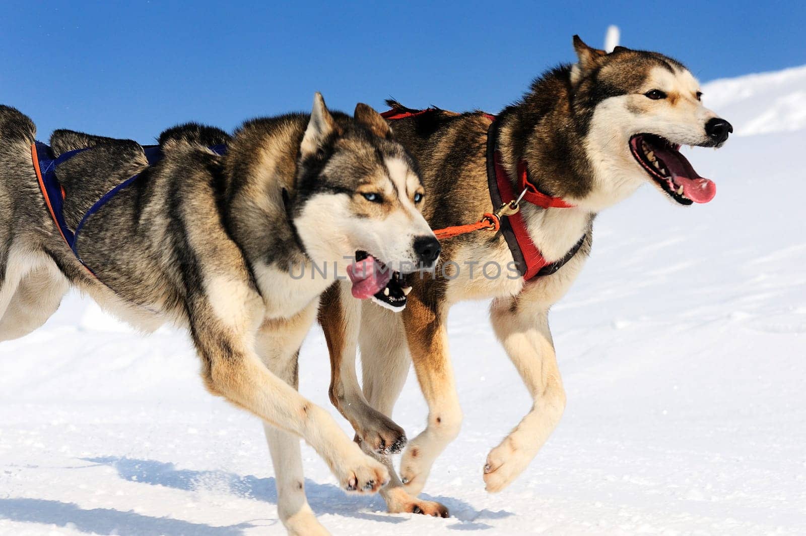 sportive dog team is running in the snow