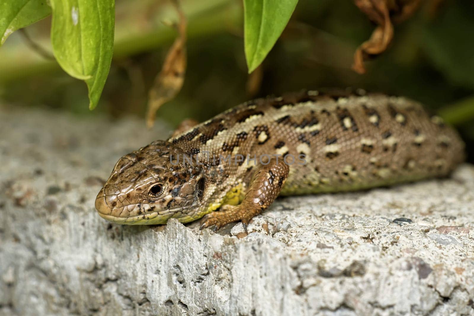 sand lizard