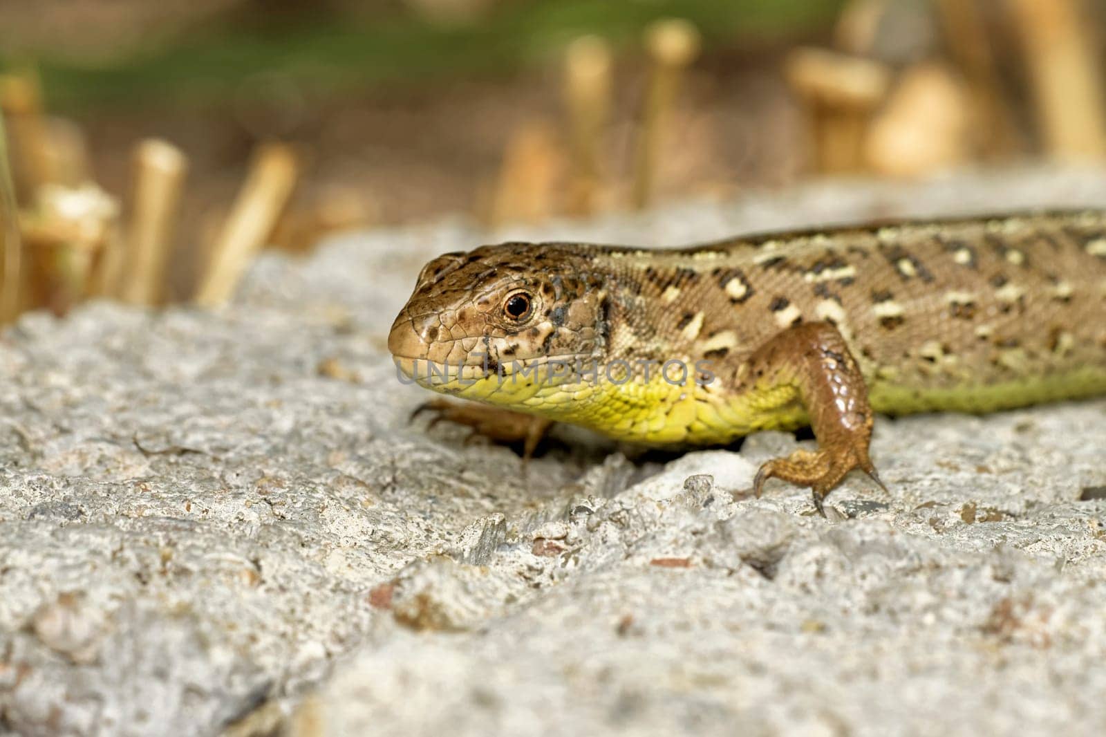 sand lizard