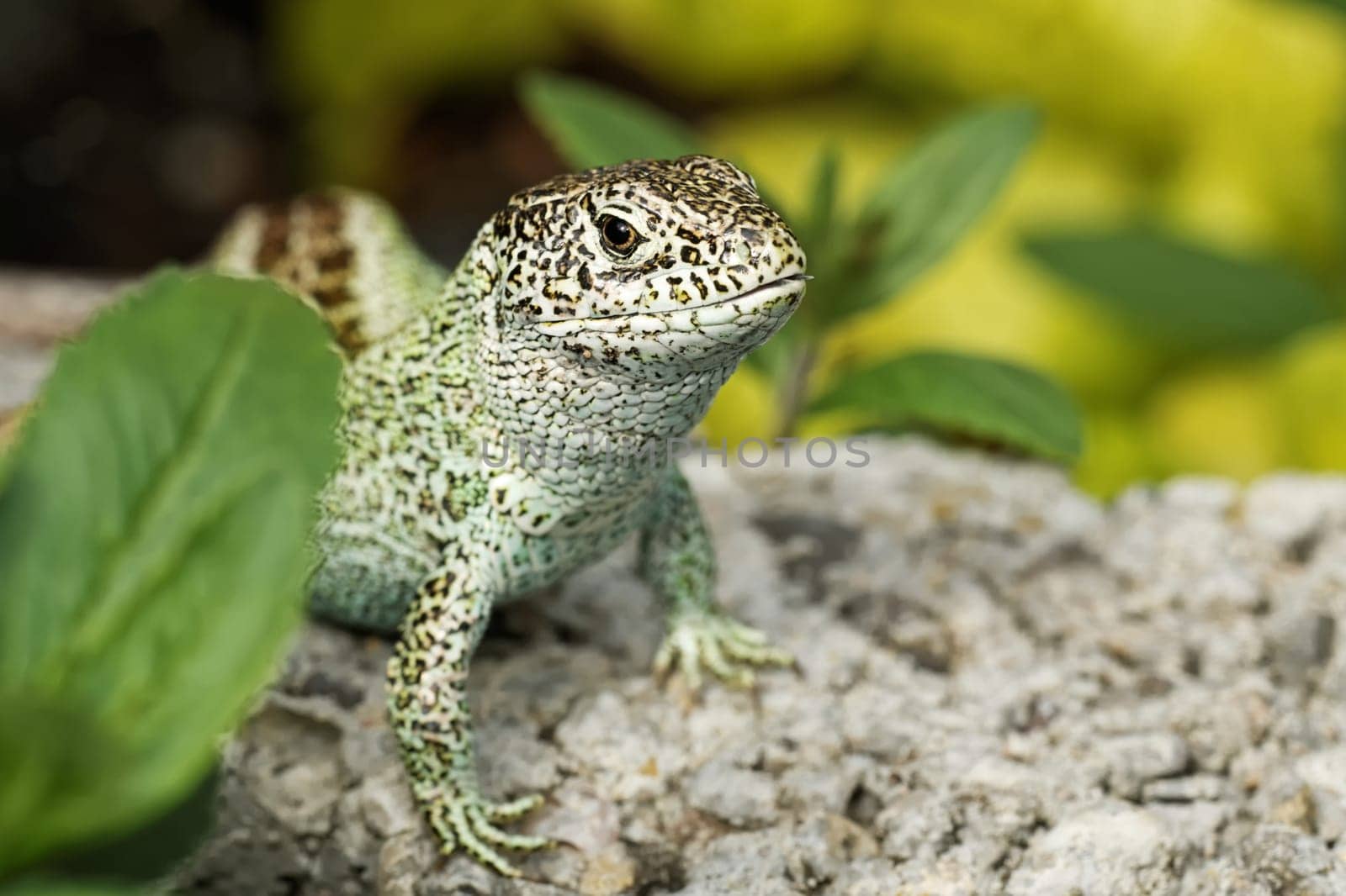 Fence lizard male