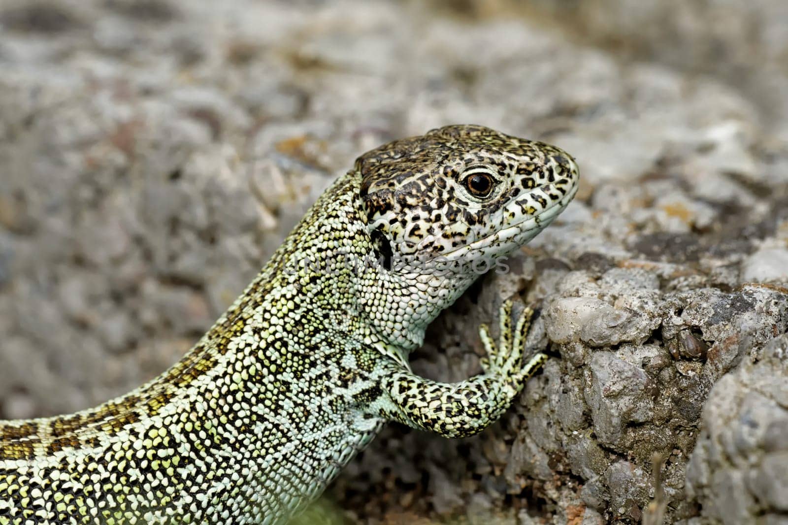 sand lizard