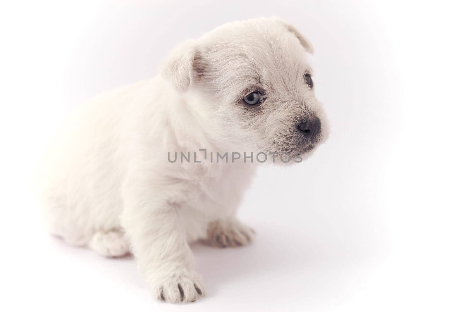 Little puppy sitting isolated over white background
