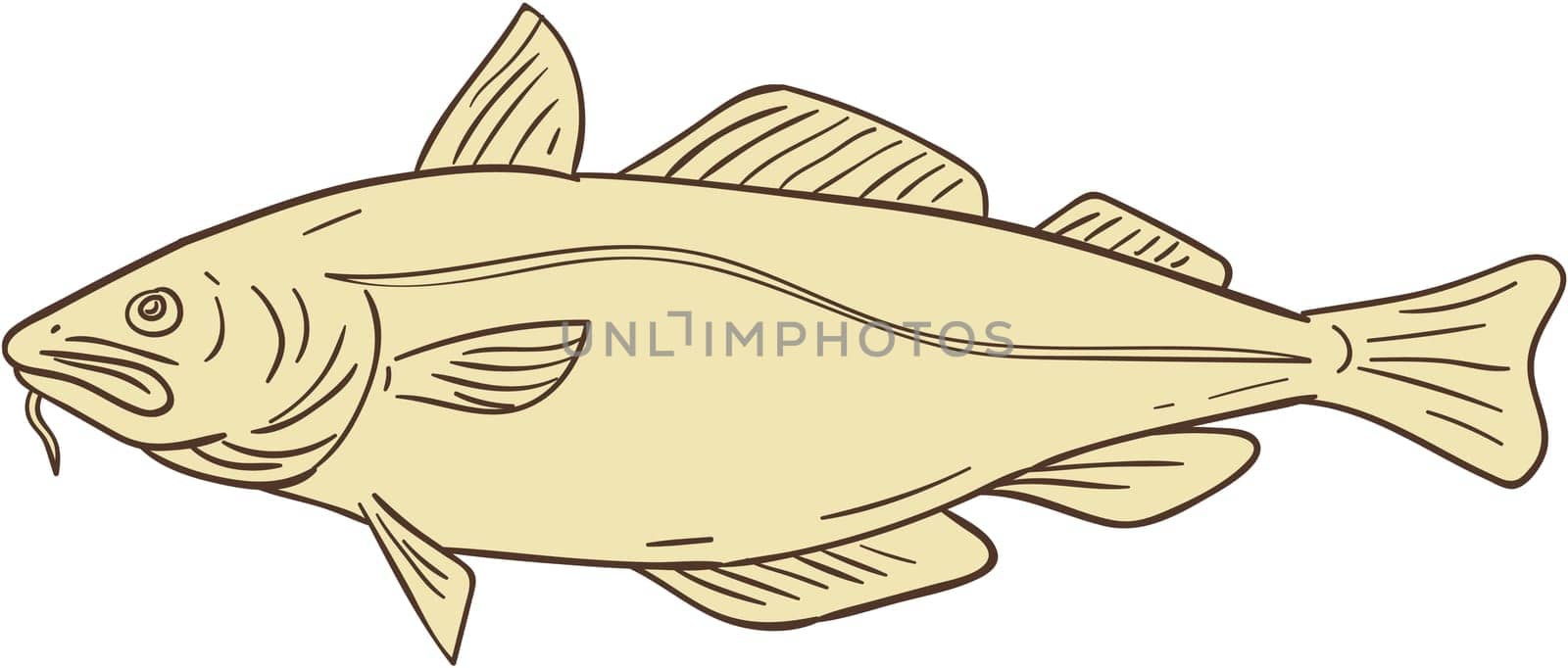 Drawing sketch style illustration of an Atlantic cod, or Gadus morhua, a benthopelagic fish of the family Gadidae, also commercially known as cod or codling viewed from the side set on isolated white background.