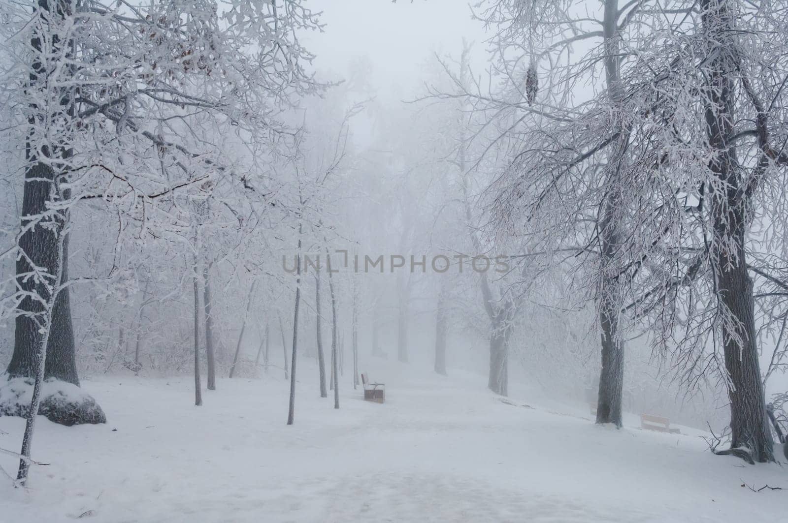 Freezing rain or sleet covered the trees and surface in a park forest