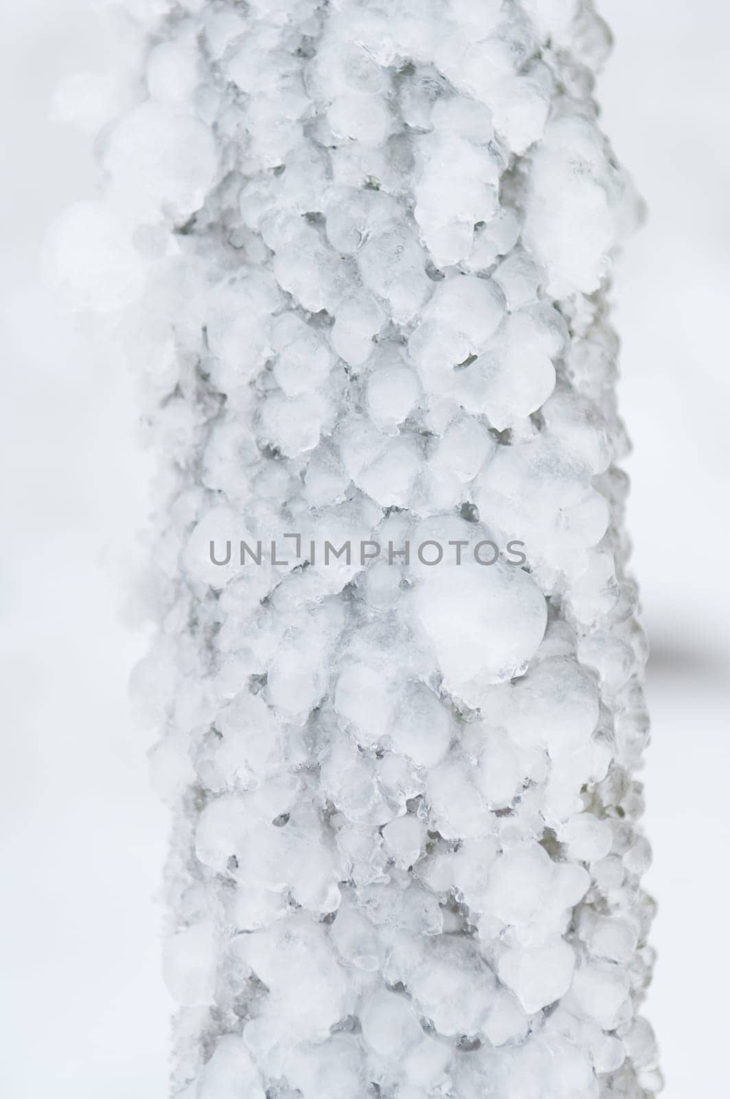 Freezing rain or sleet covered the trees and surface in a park forest