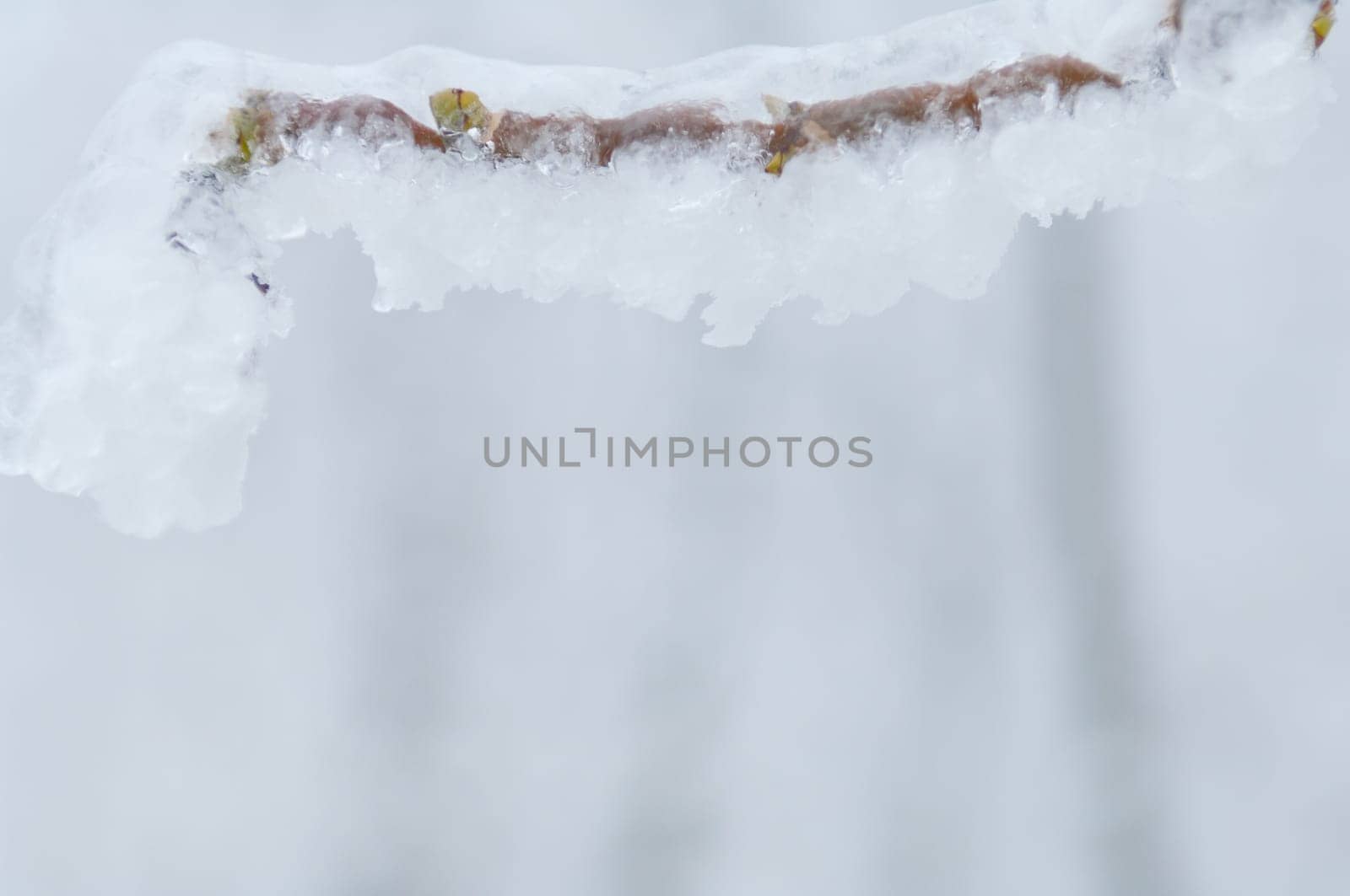 Freezing rain or sleet covered the trees and surface in a park forest