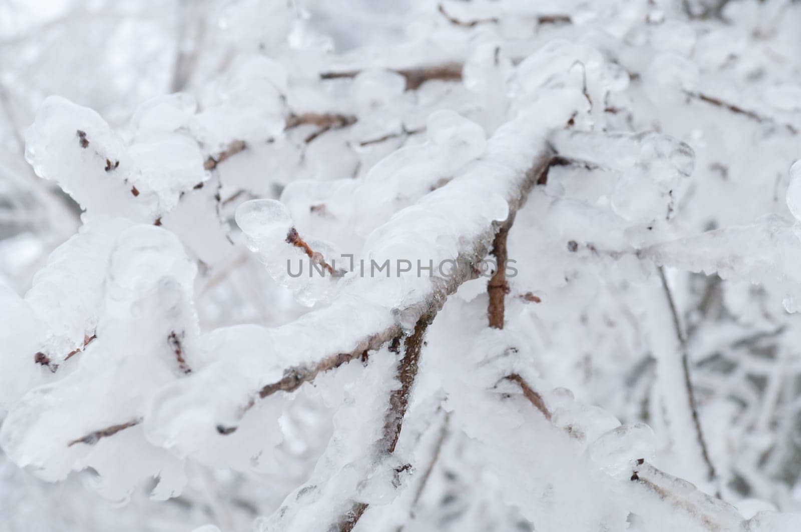 Freezing rain or sleet covered the trees and surface in a park forest