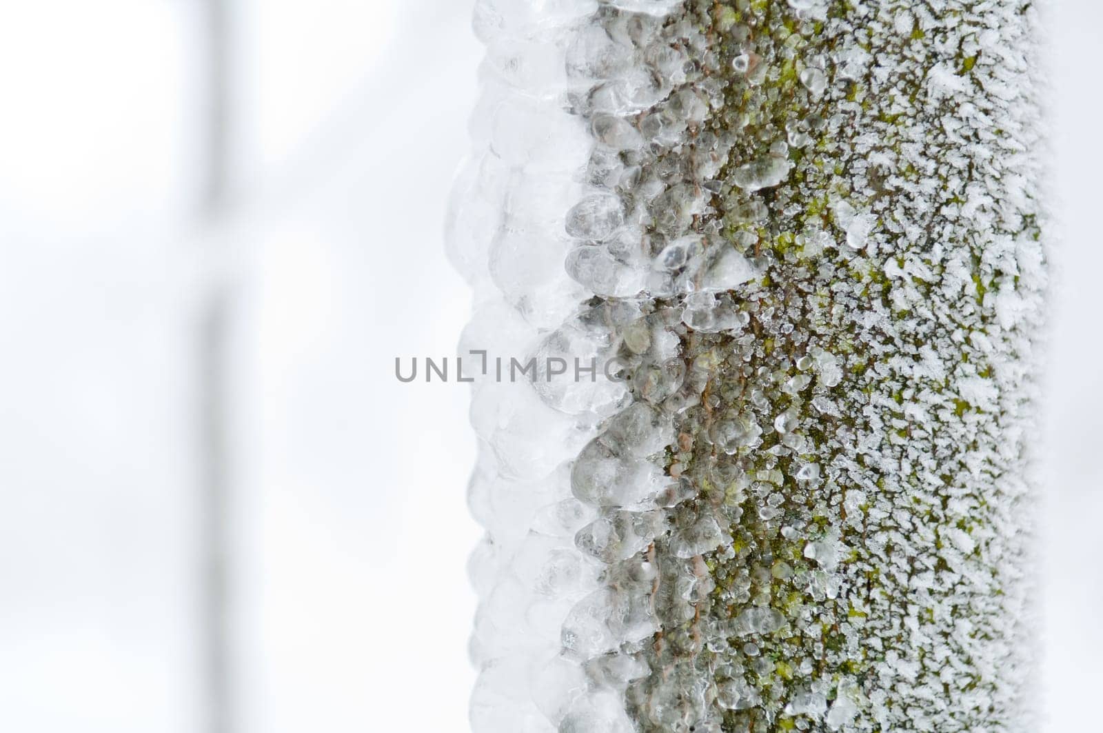Freezing rain or sleet covered the trees and surface in a park forest