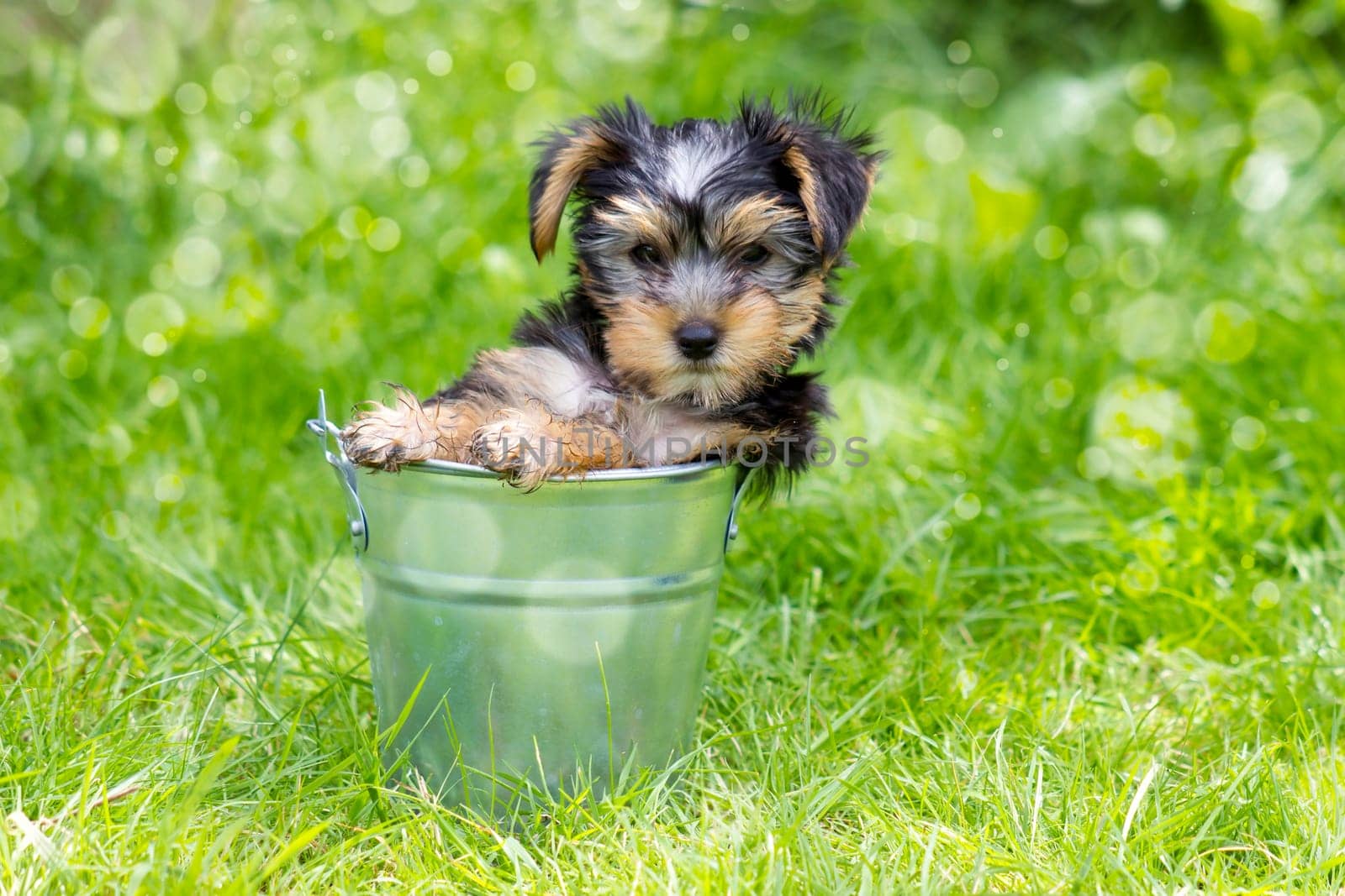 yorkshire terrier