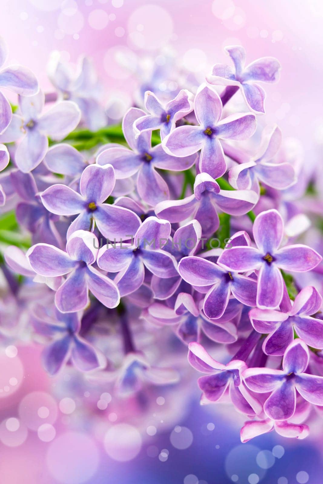 Blooming lilac flowers