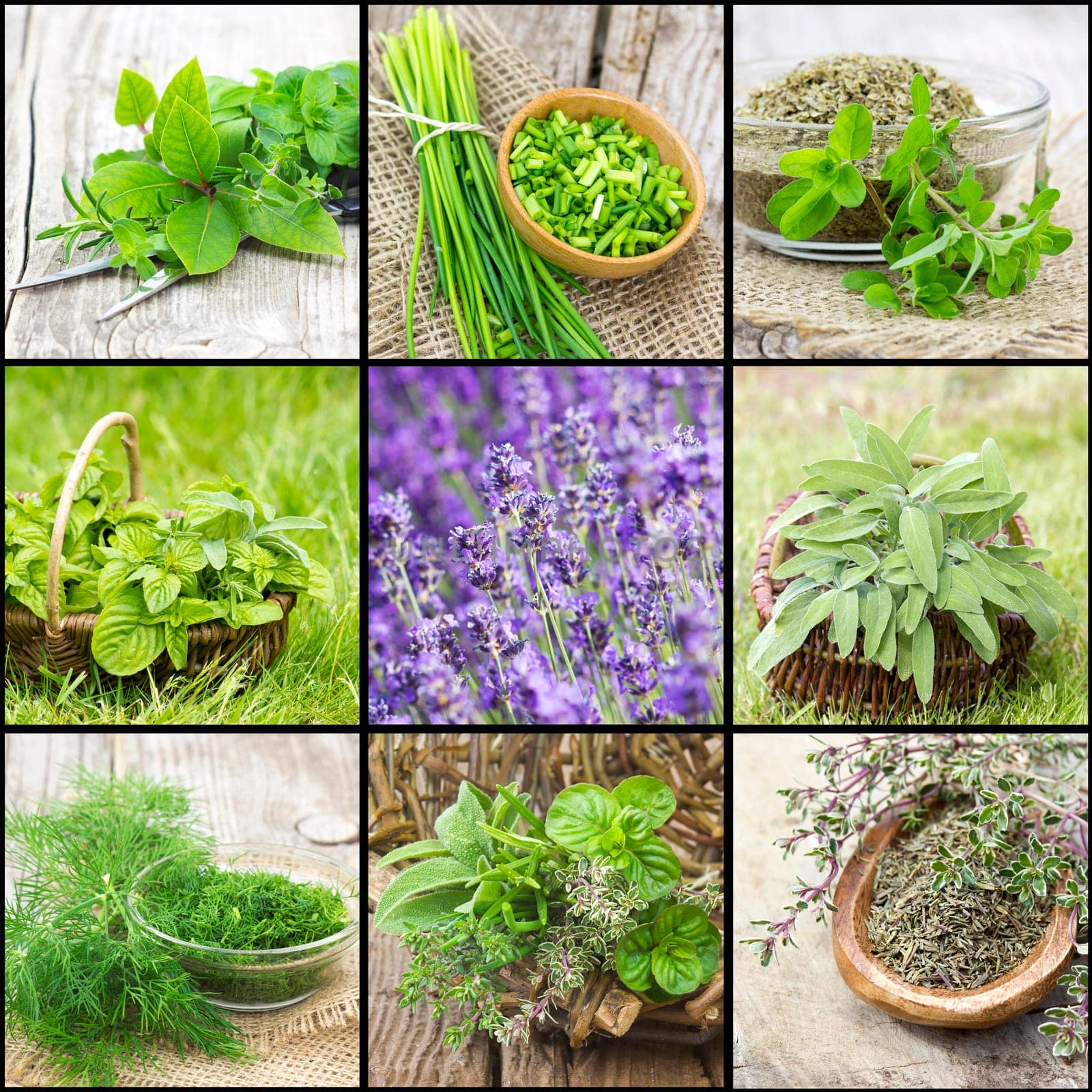 collection of freshly harvested herbs