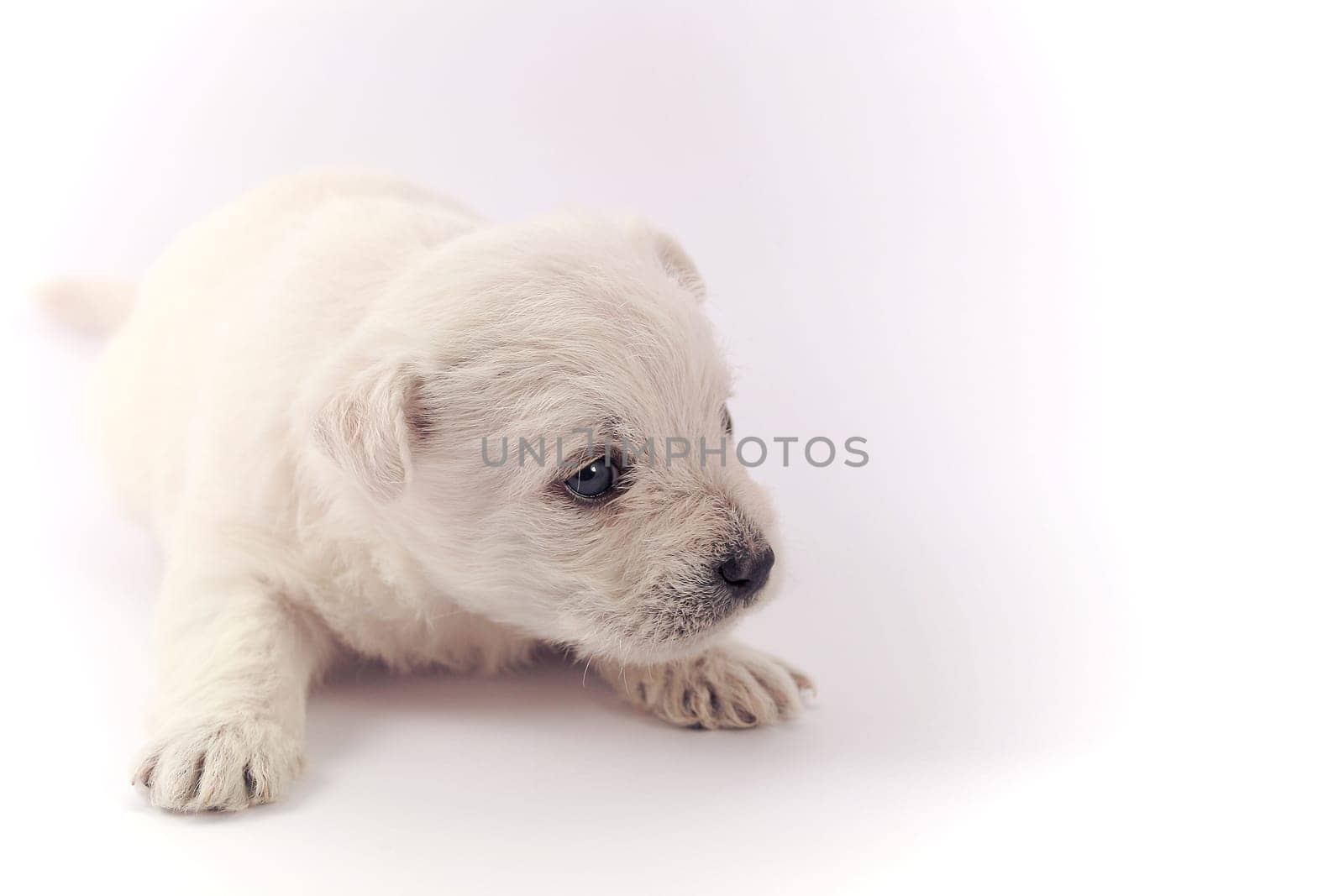 Little puppy isolated over a white background
