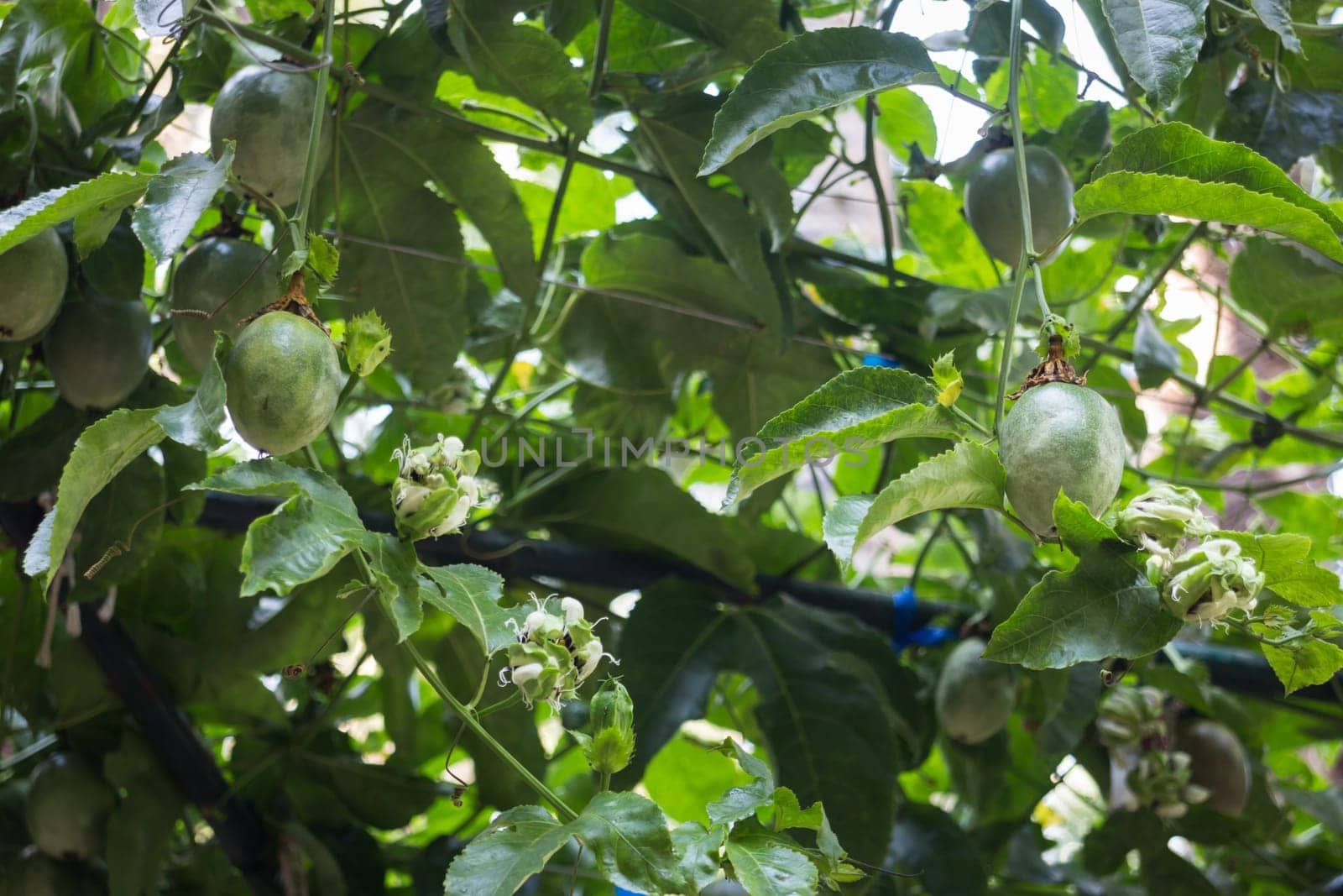 Passion fruit growing on the vine, stock photo