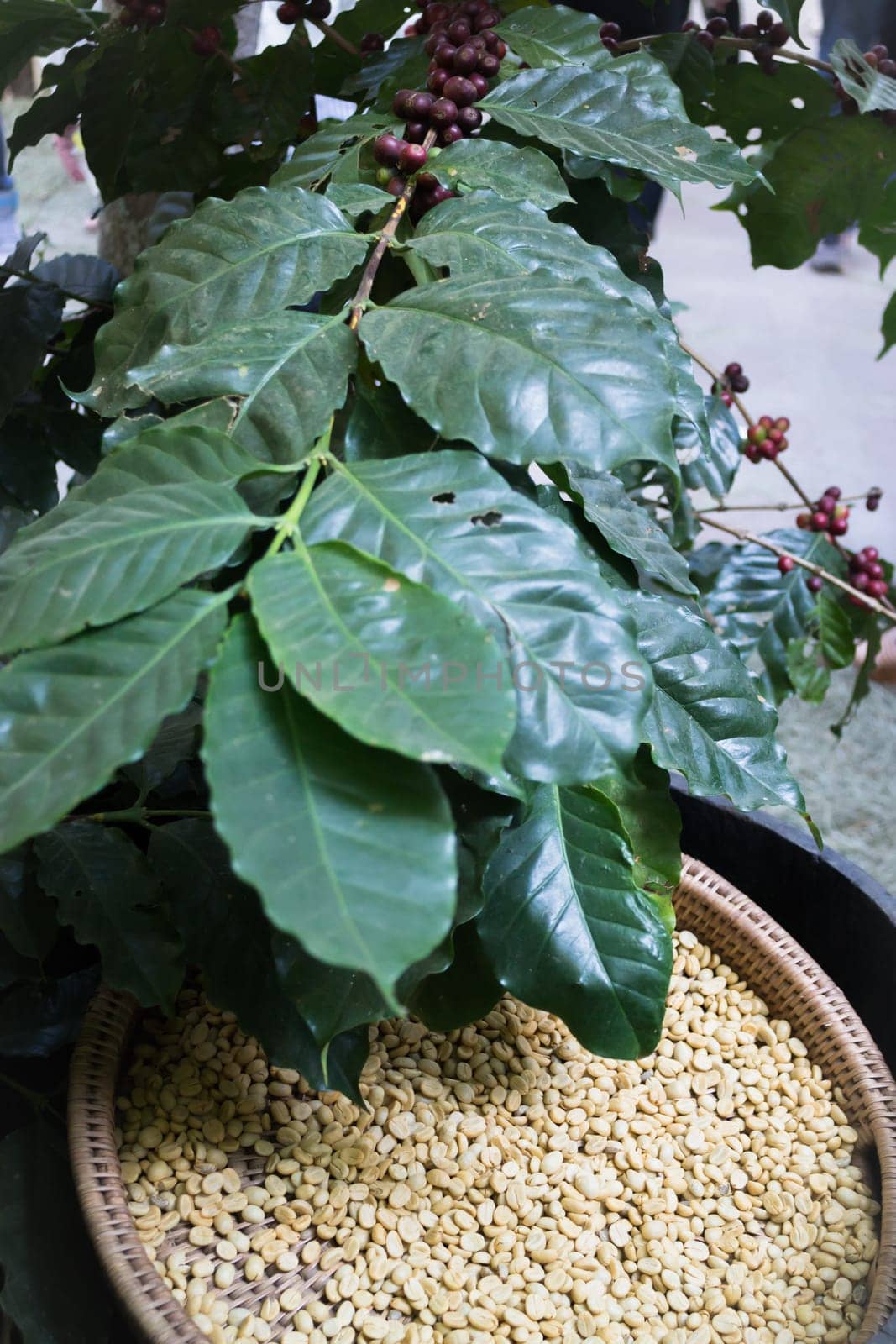 Green unroasted coffee beans and leaves, stock photo