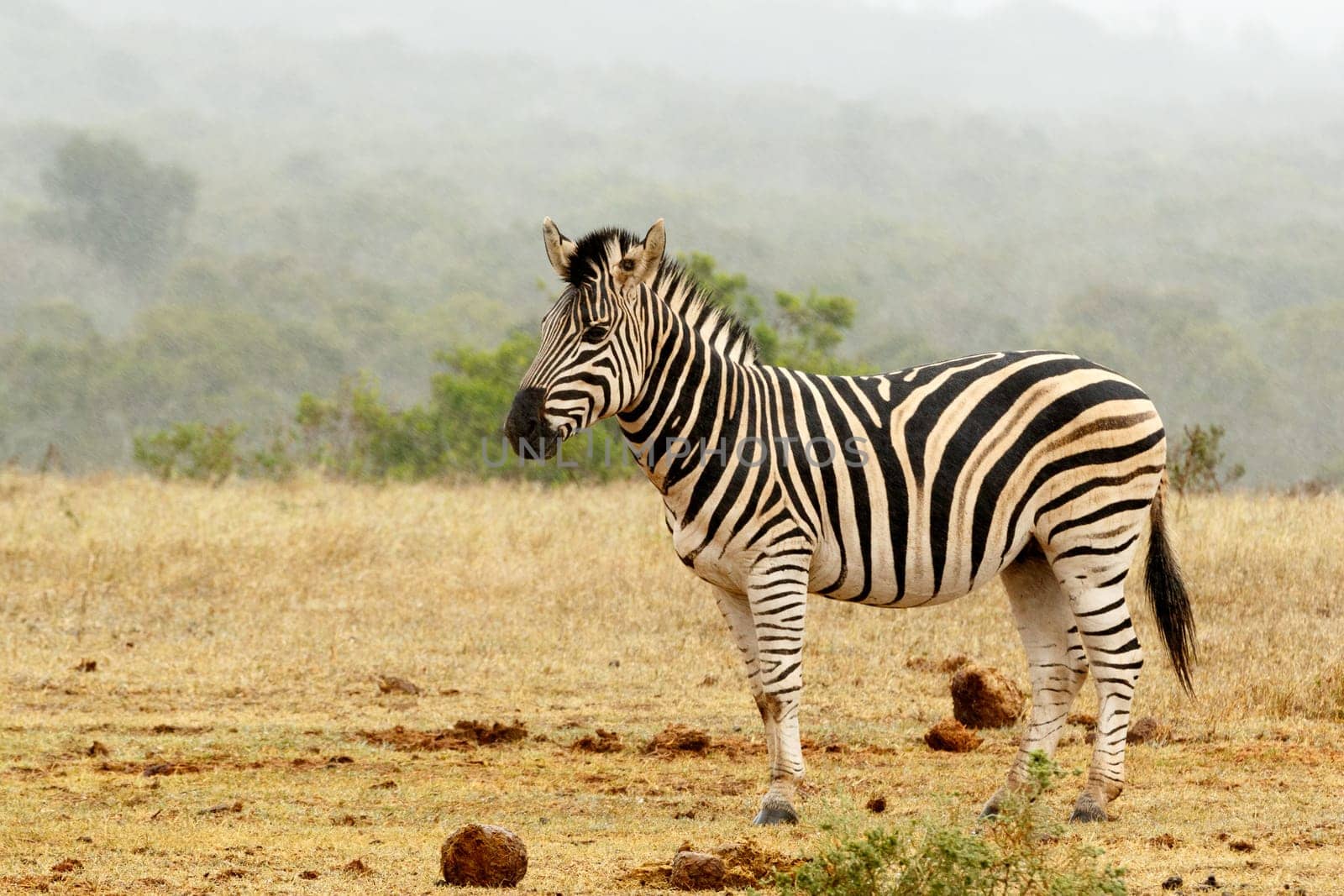 Burchell's Zebra standing and waiting at the watering hole.