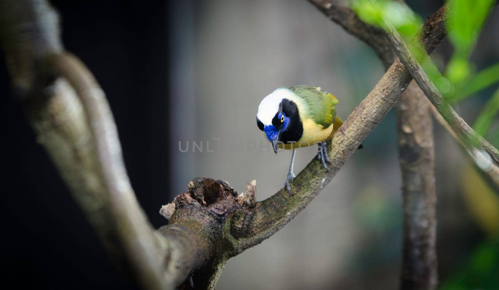 one lovely and noisy exotic bird many buetiful color