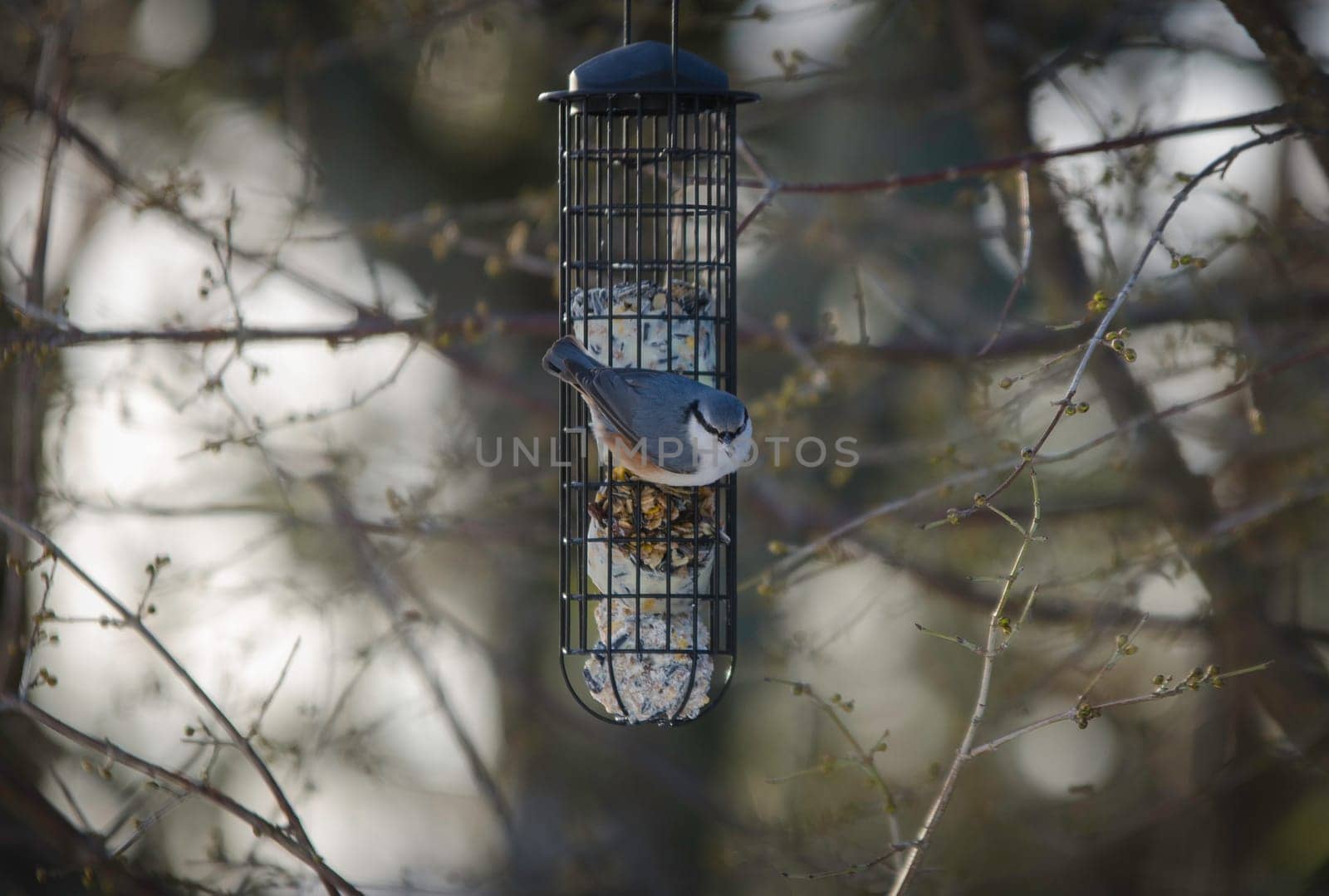 One wild nuthatch Sit in the three and eat seed