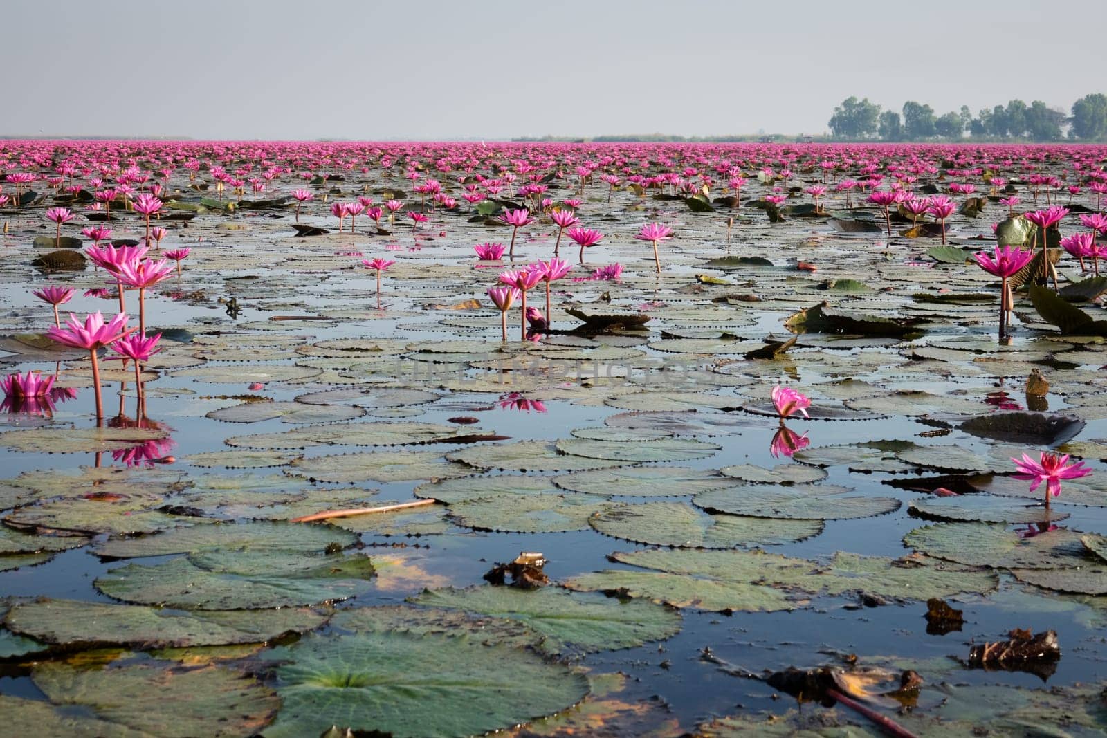 Water lily field,lake with red lotus flowers near Udon Thani in Thailand