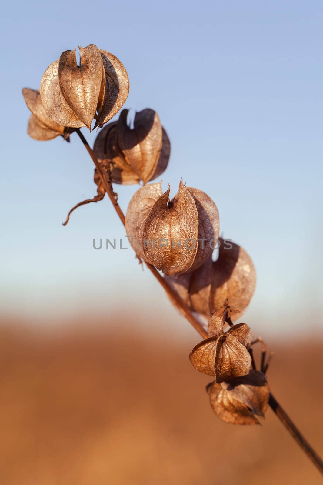 withered plants in autumnal colors - macro image