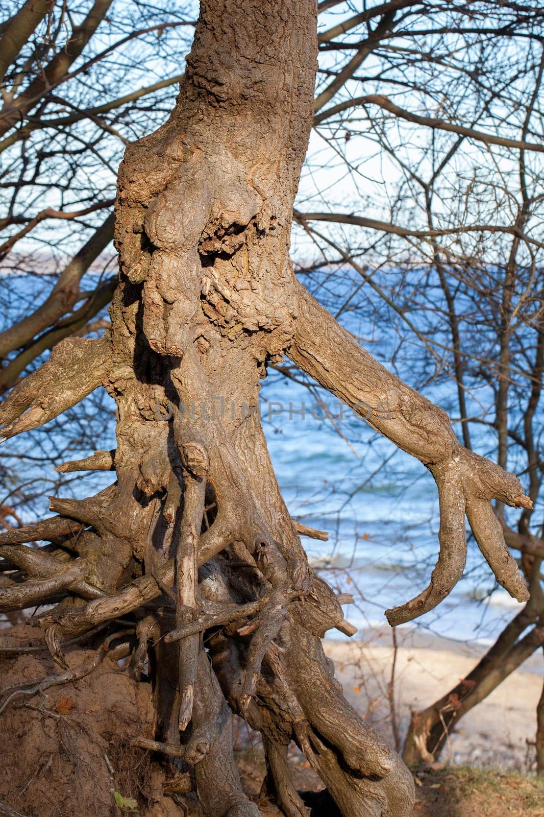 Tree with free-standing roots on the Baltic Sea coast
