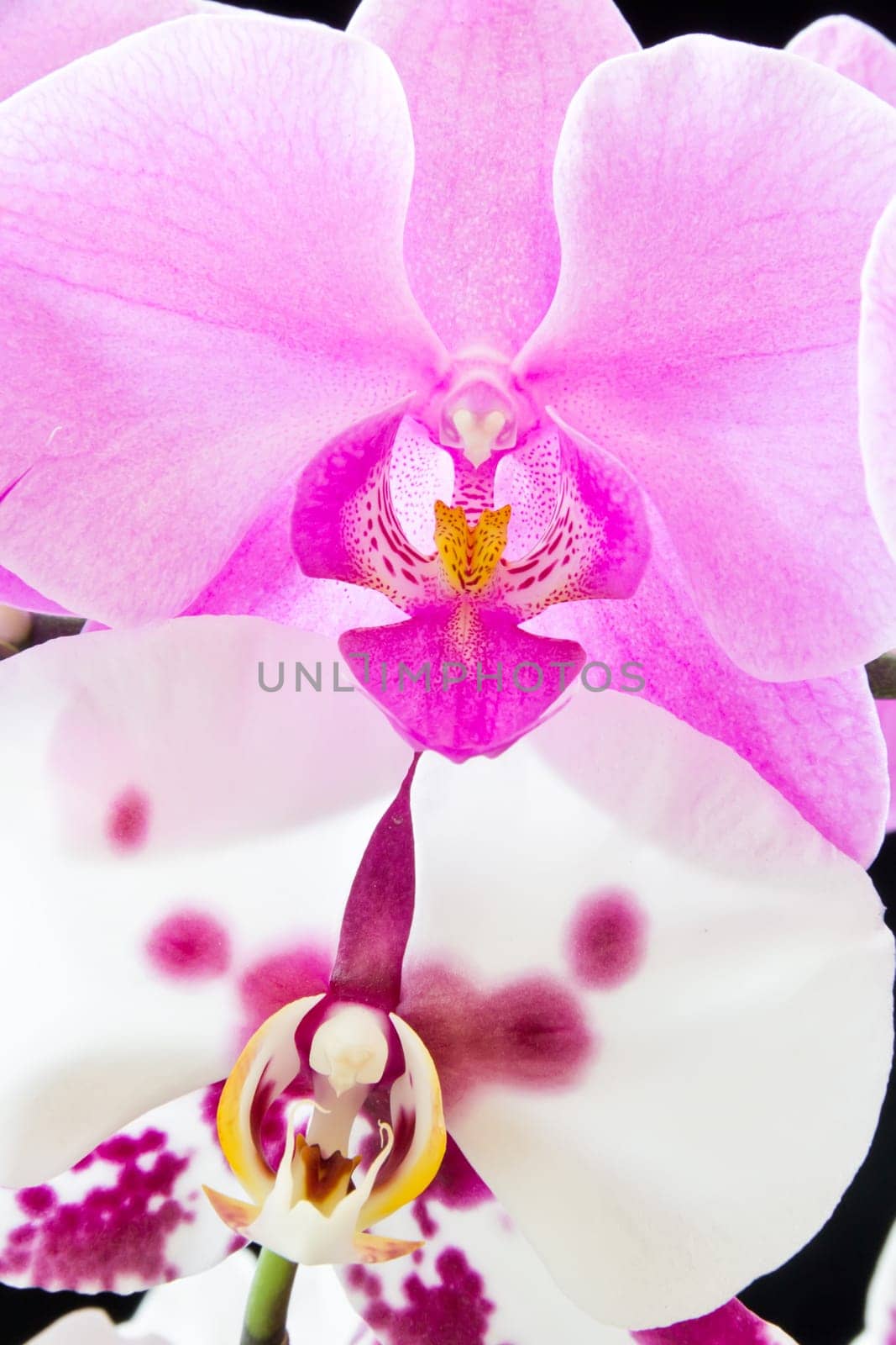 Photo of the beautiful purple and white orchids