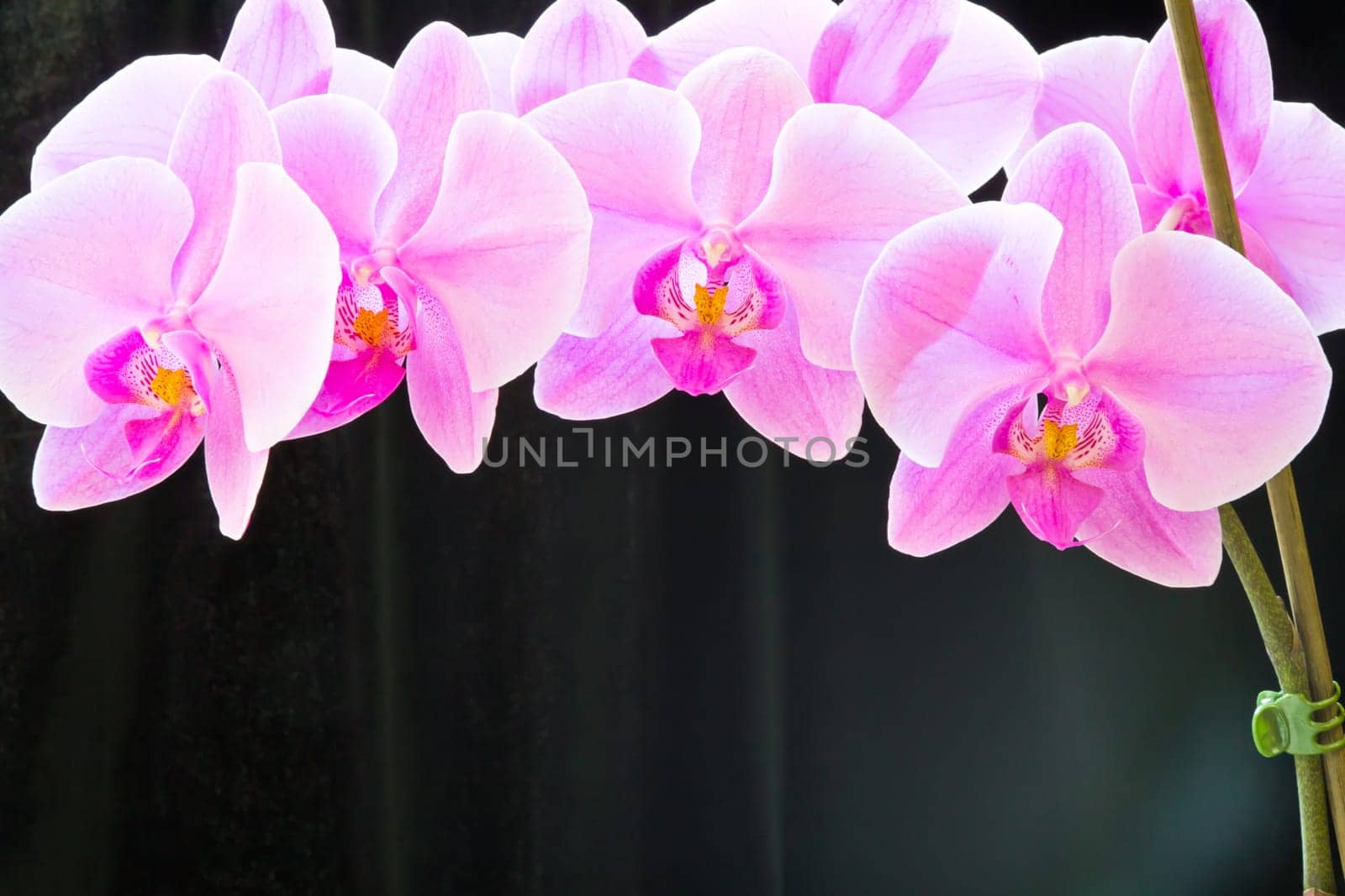 Photo of beautiful purple orchid on black background