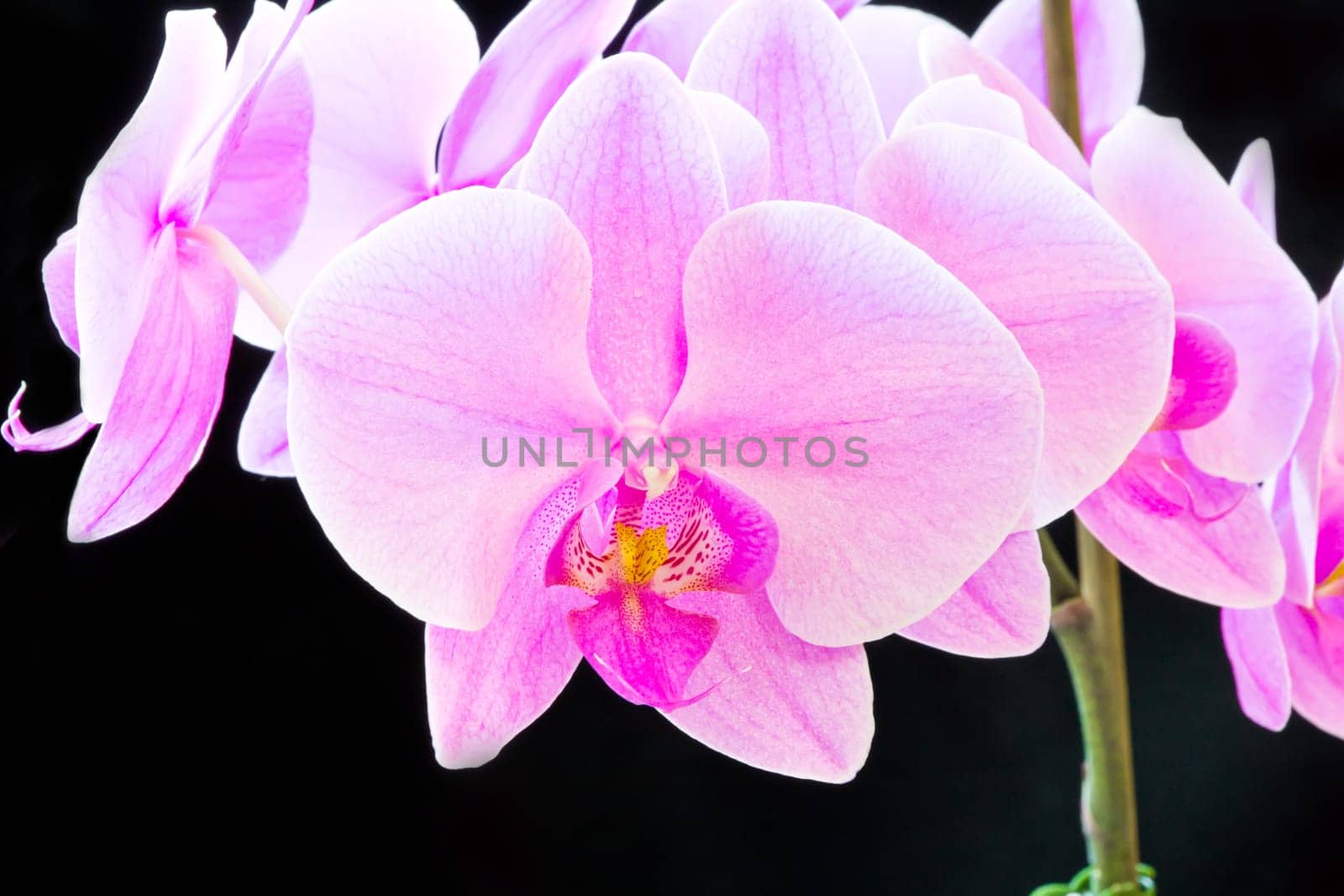 Photo of beautiful purple orchid on black background