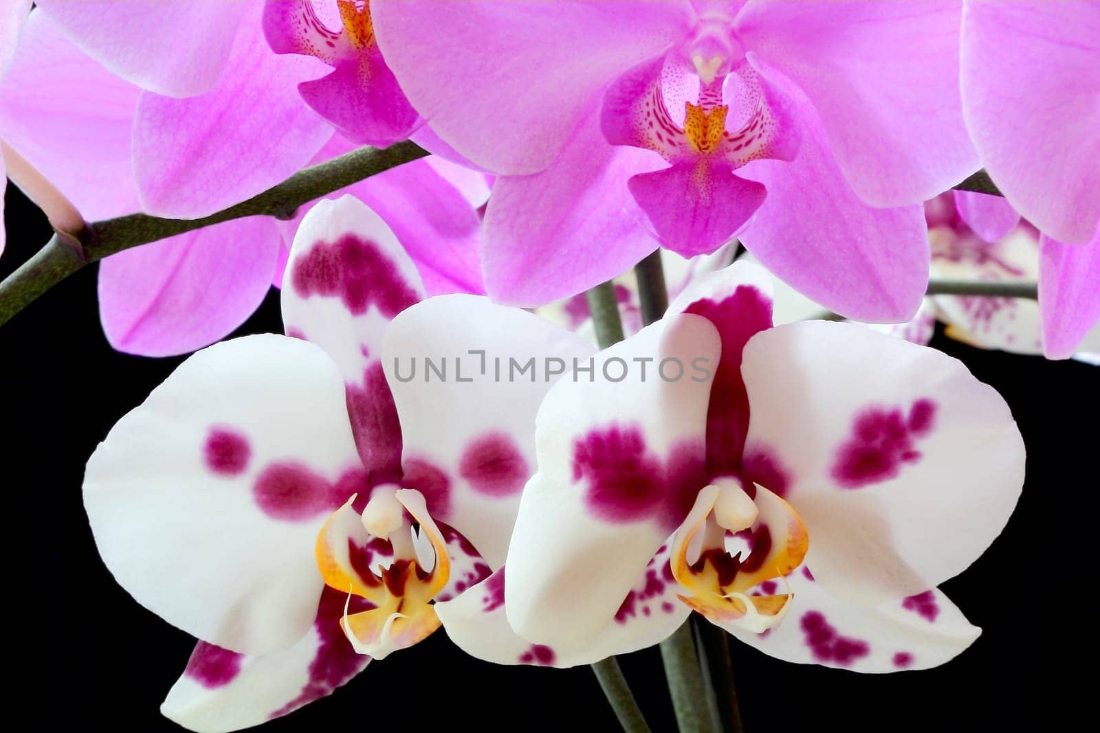 Beautiful purple and white orchid on black background
