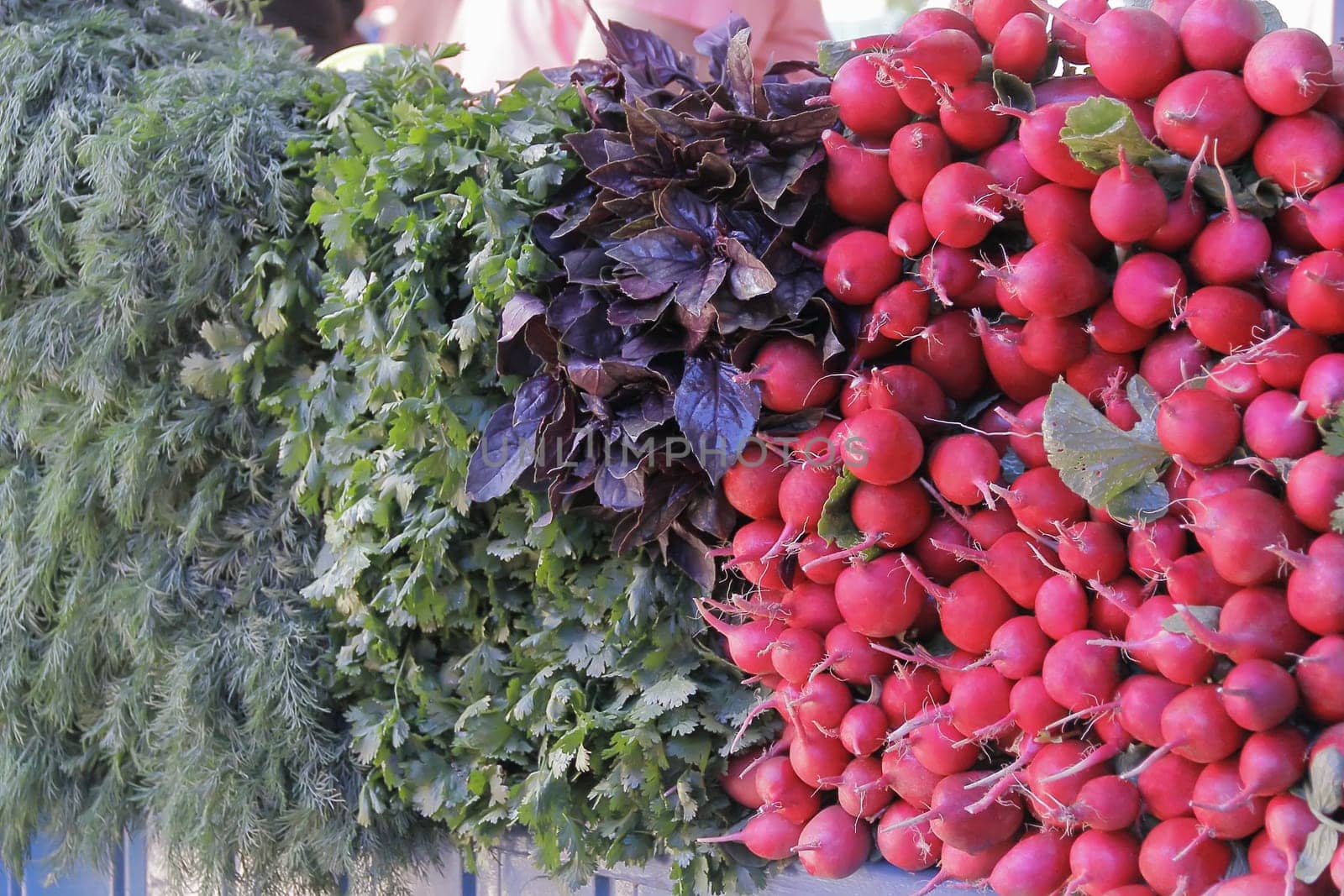 Image of background fresh radish and foliage