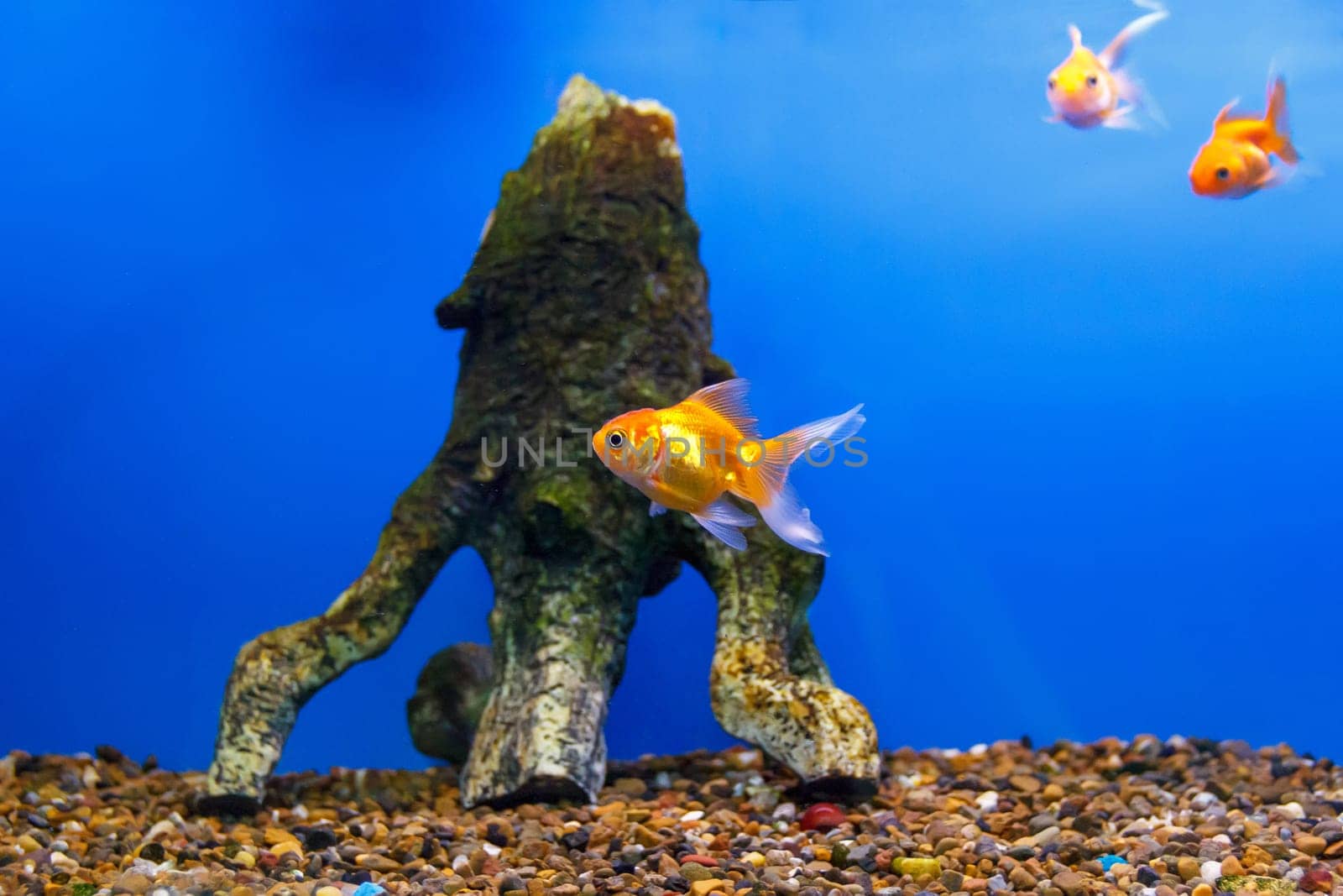 Group of orange red parrot cichlid fishes on blue background