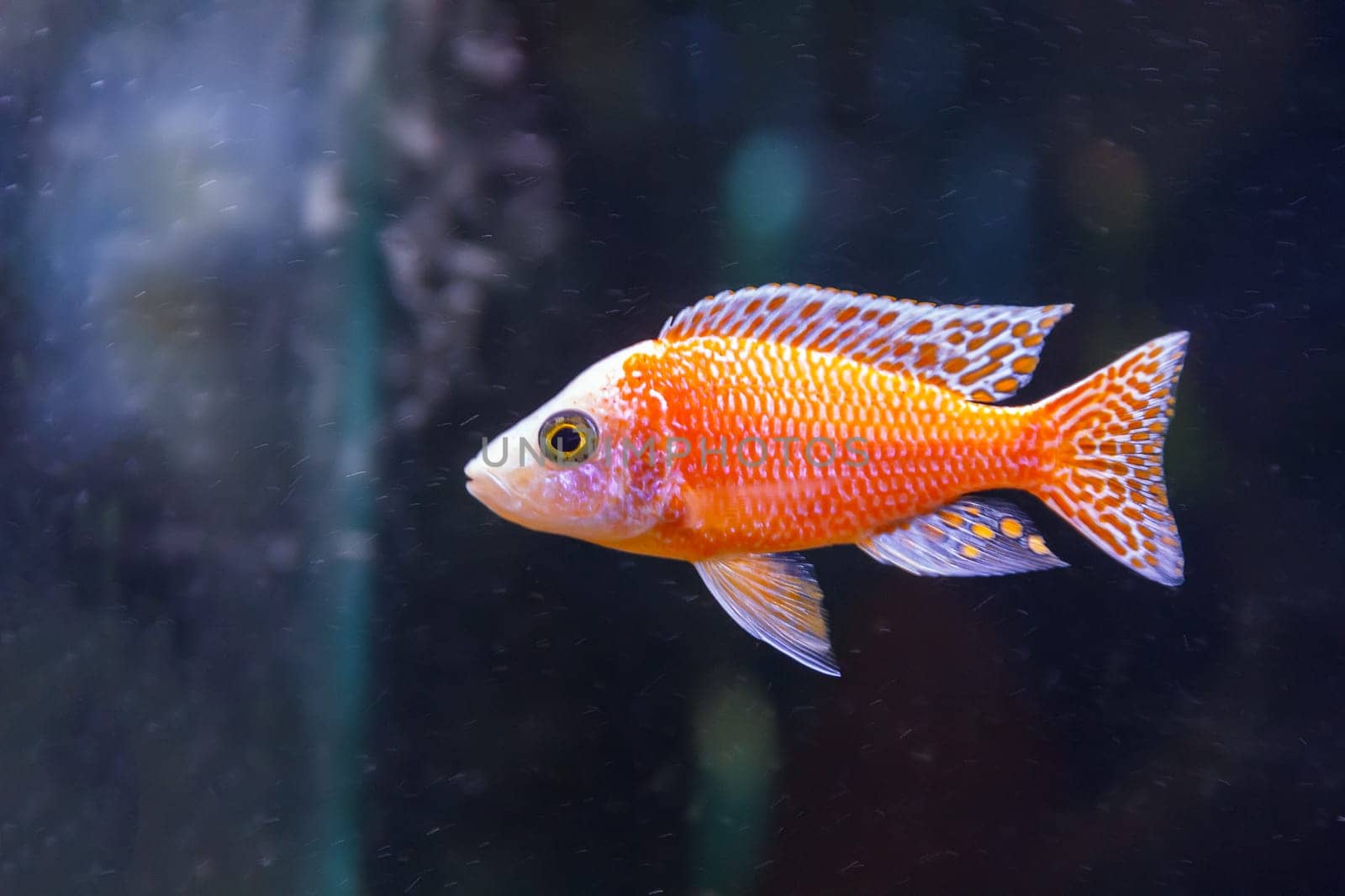 one red aulonocara fish swimming in aquarium tank