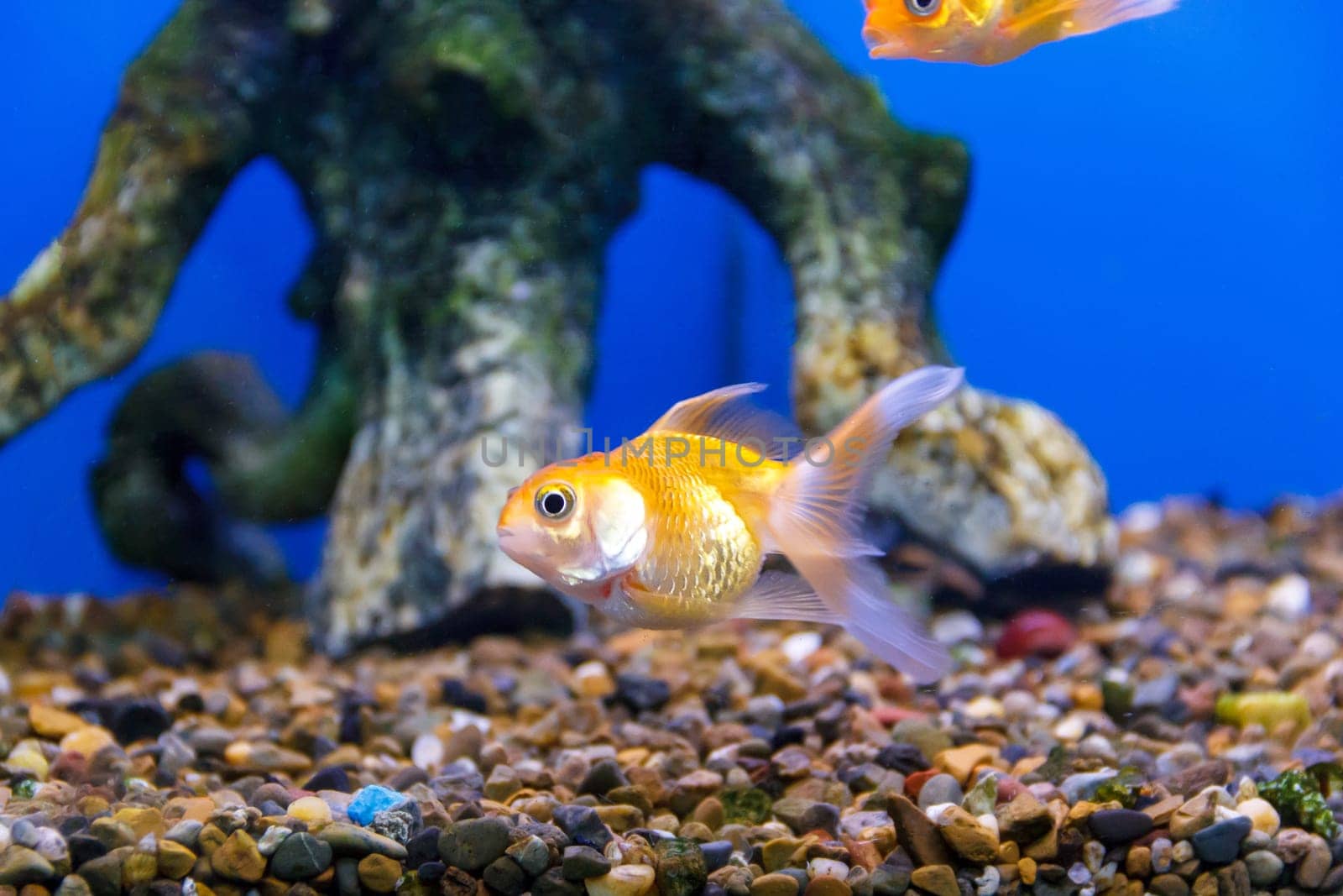 small yellow fish close up photo swimming near the bottom