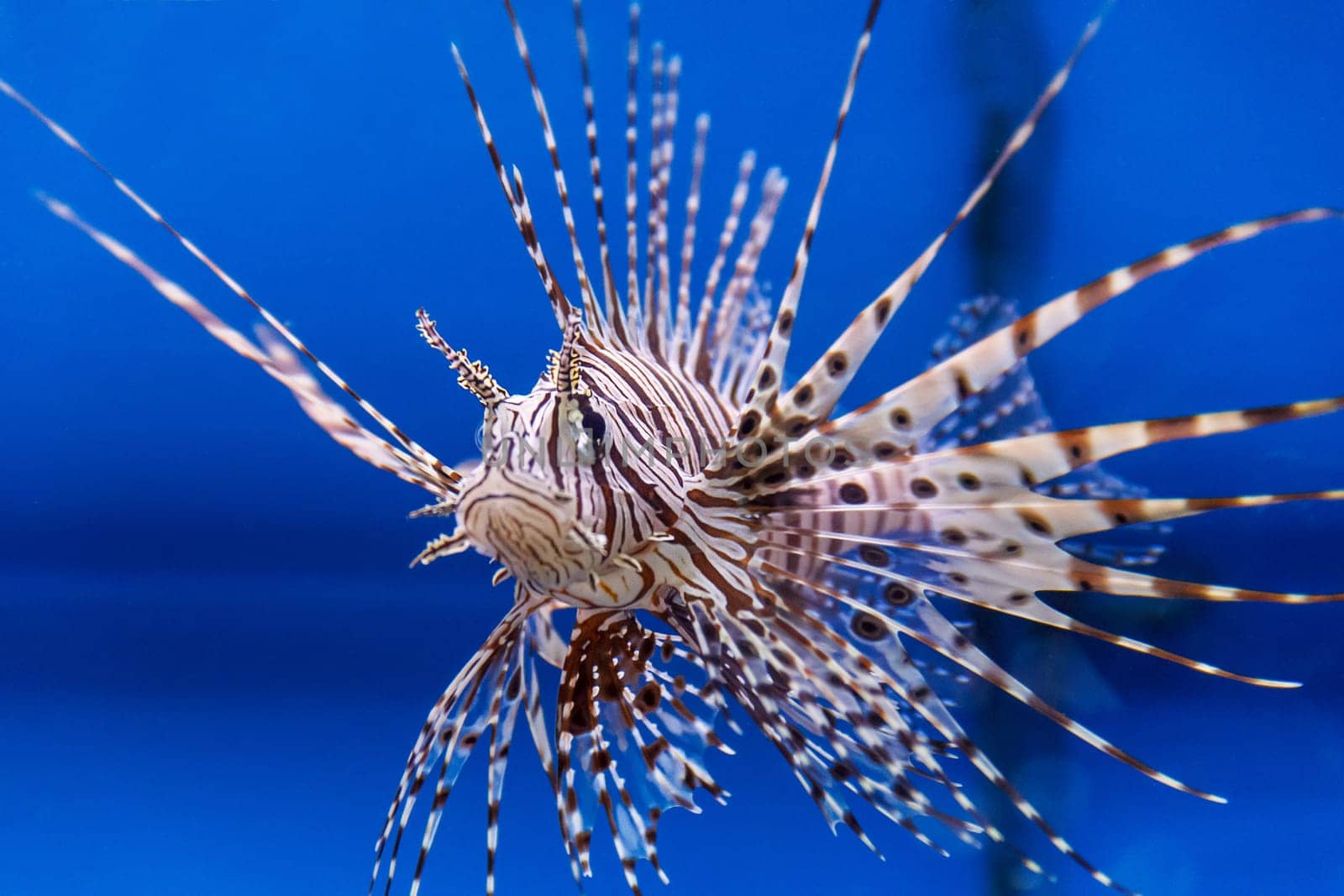 One large pterois volitans fish with spikes and stripes