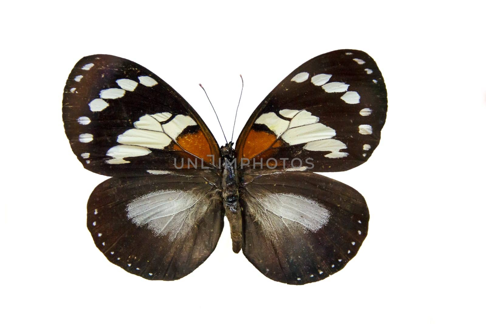 One big pretty butterfly on museum stand isolated