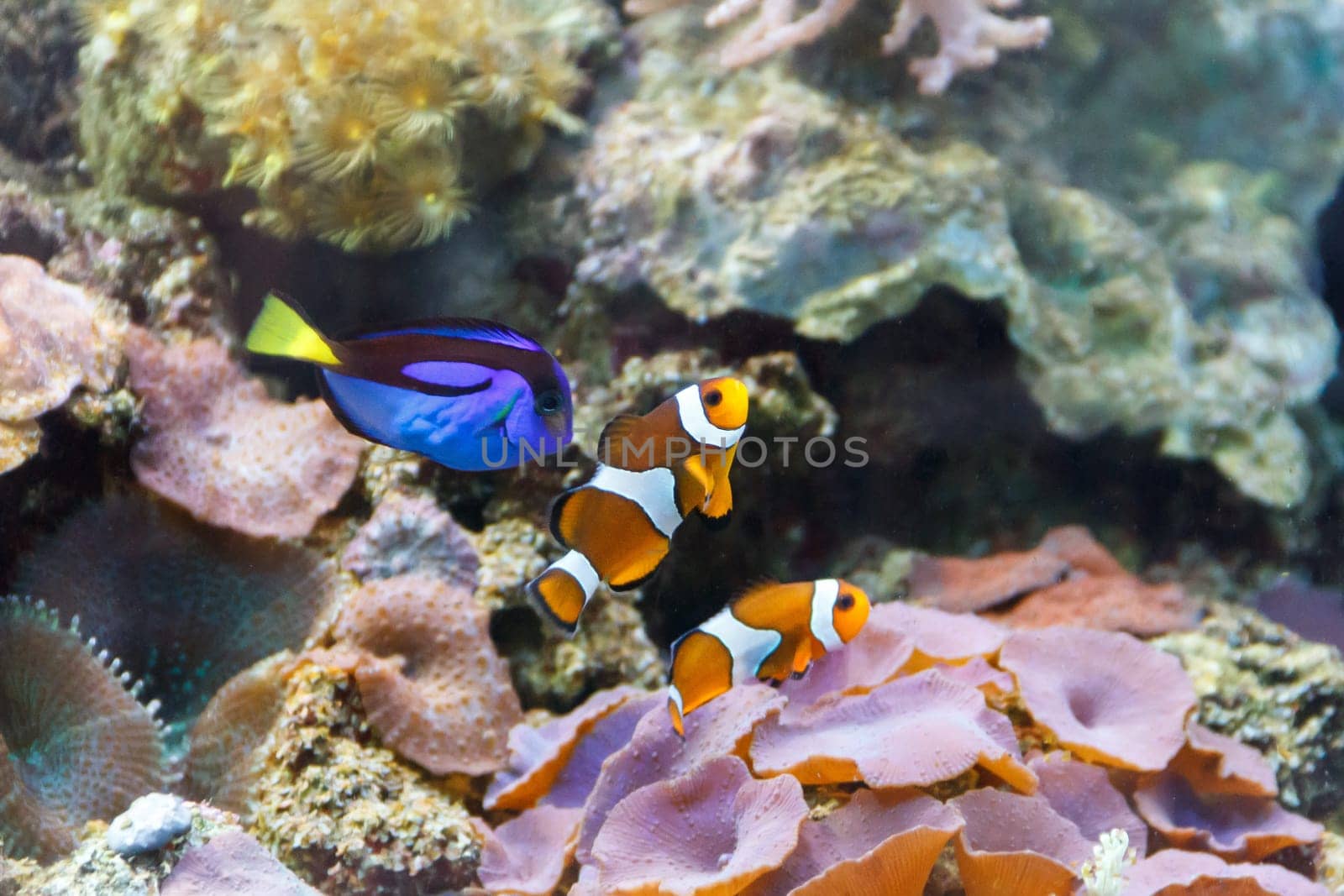 Aquarium fishes paracanthurus hepatus and clown swimming on reef background