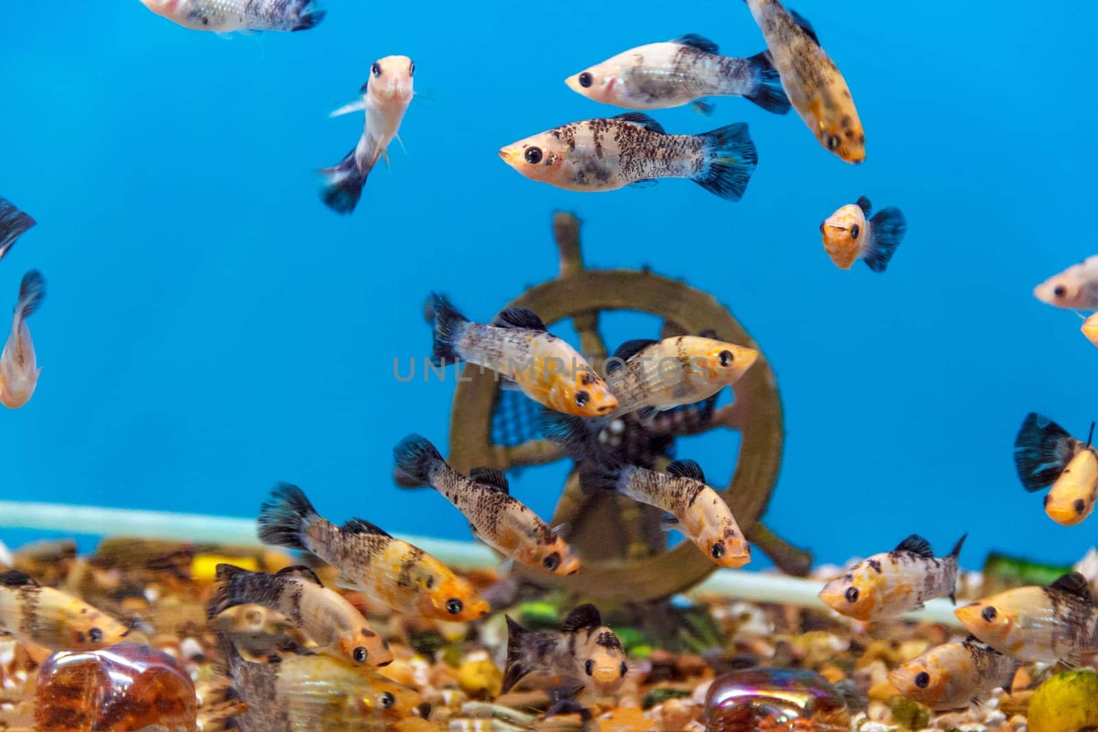 Big amount of small fishes swimming in aquarium