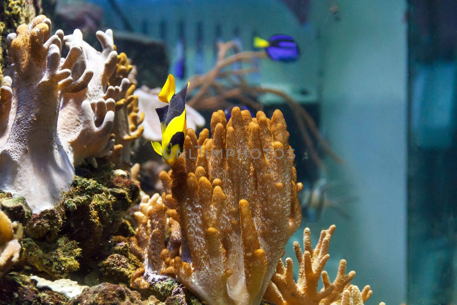 One small colorful pomacanthidae angel fish swimming in aquarium