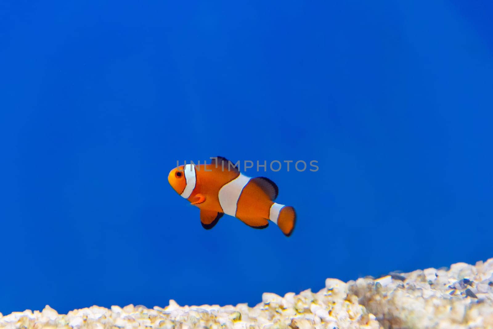 One clown fish on blue background swimming in aquarium
