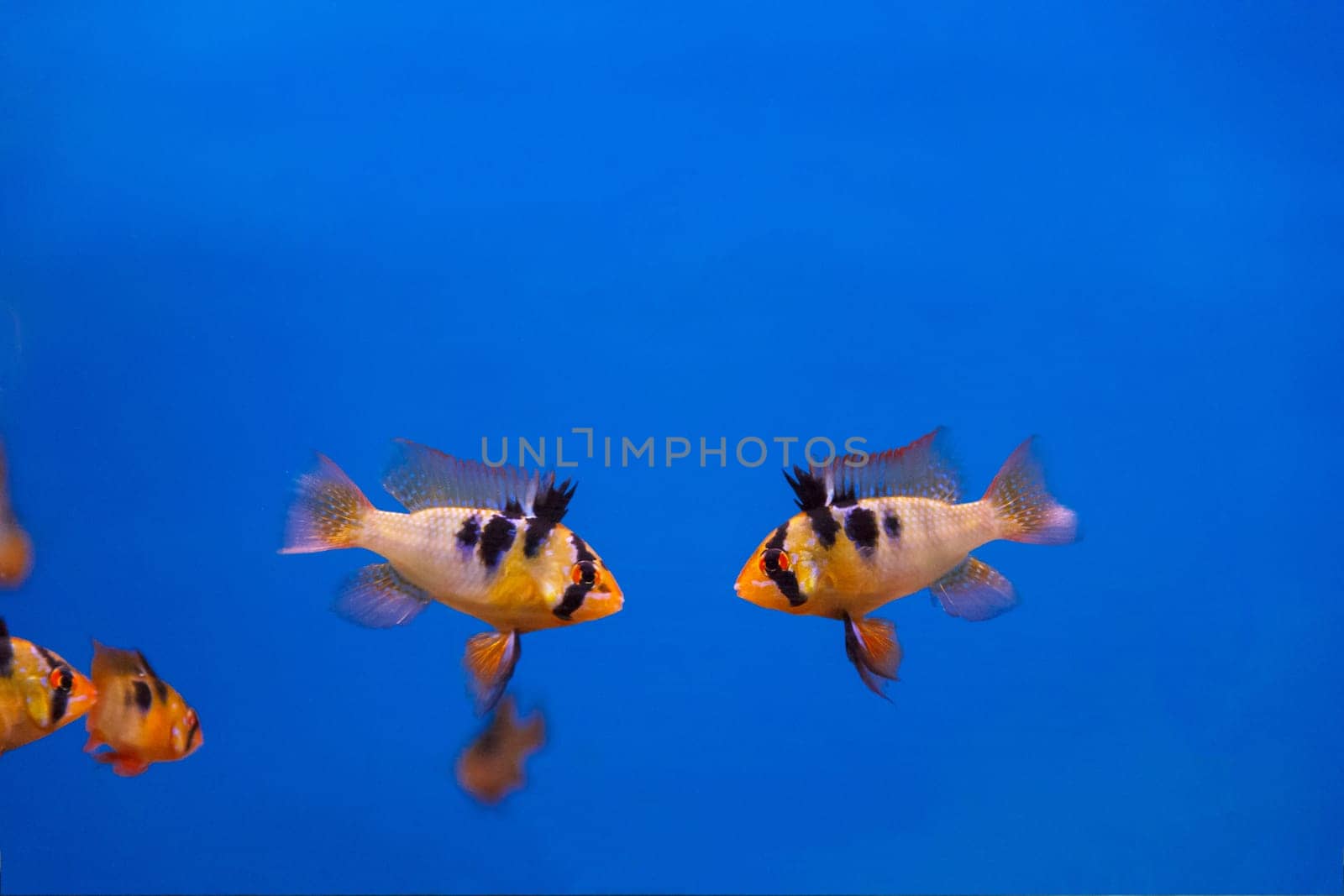 Two fighters fishes with black stripes swimming in aquarium