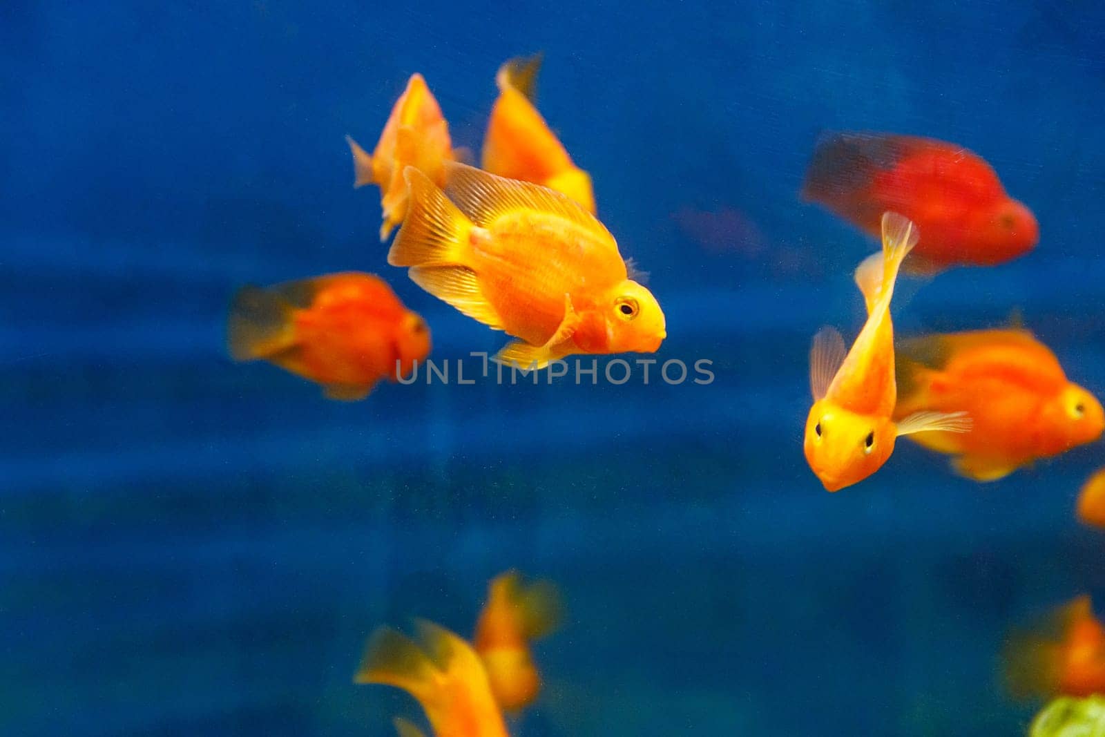 Group of orange red parrot cichlid fishes on blue background