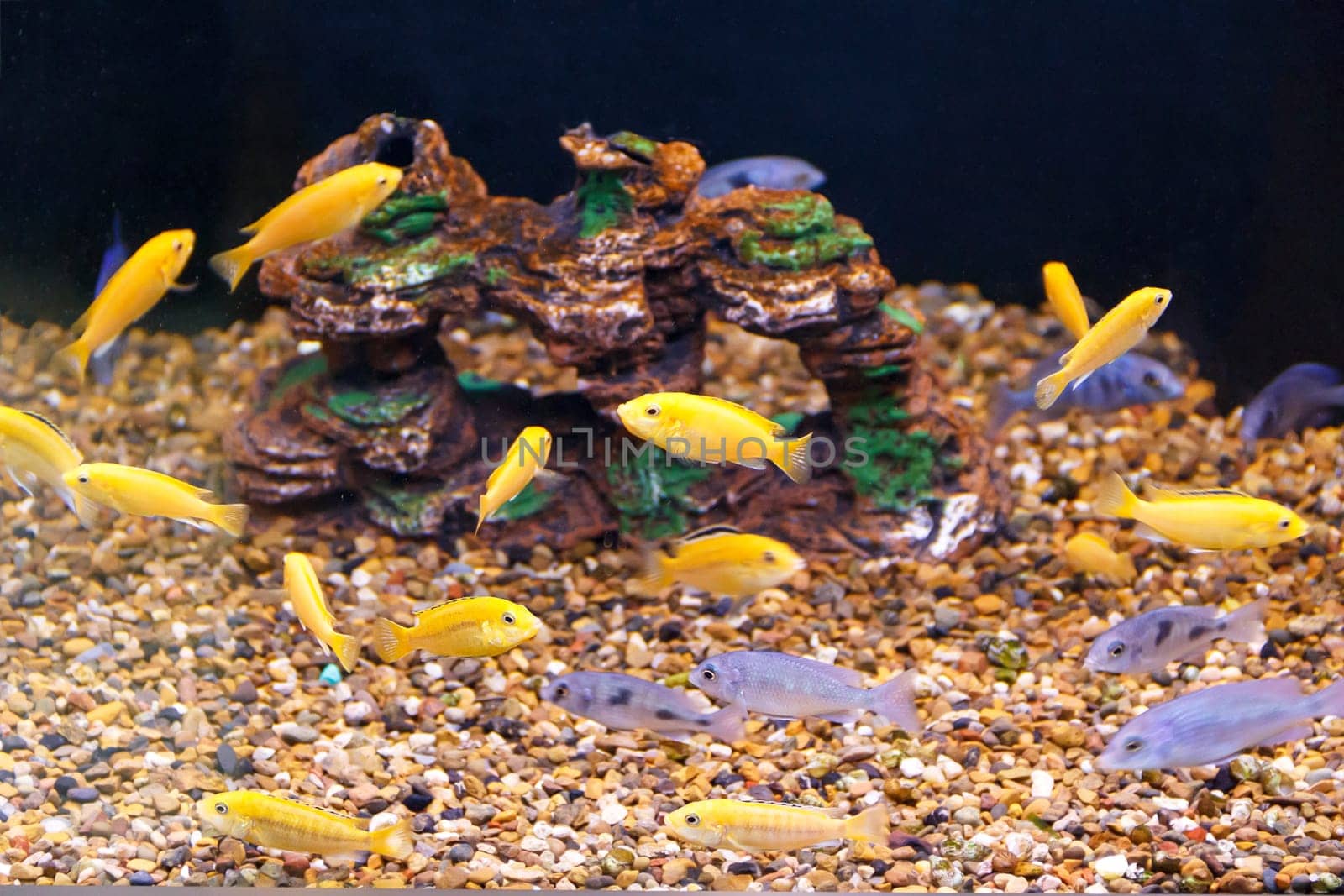 large amount of small yellow and grey fishes